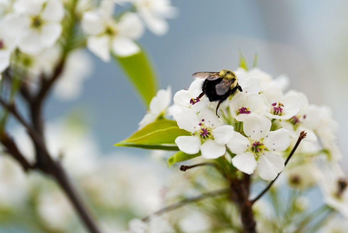 Close-up of a bee collecting nectar from white spring blossoms on a branch.