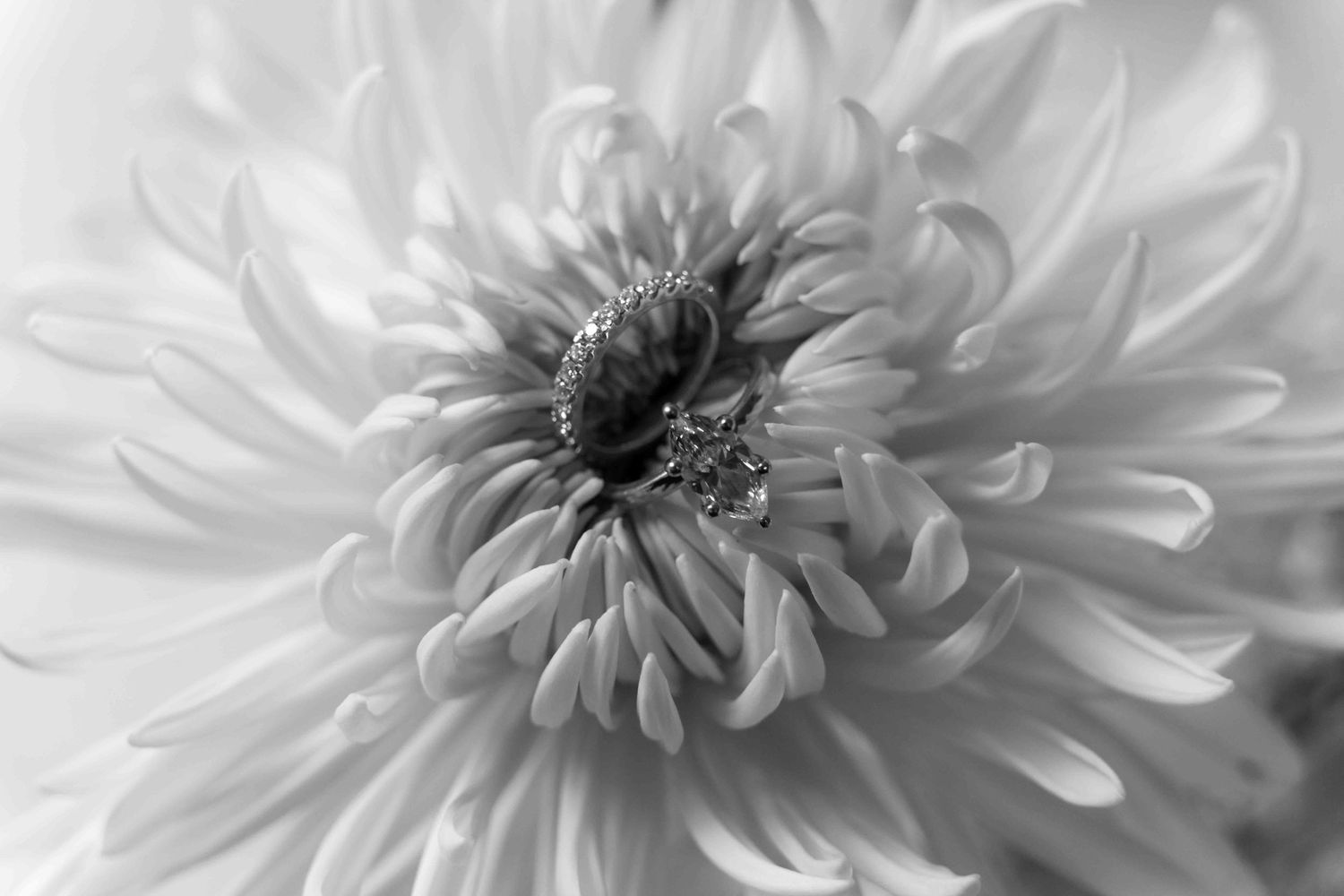 Black and white macro photo of a blooming chrysanthemum flower with delicate layered petals and dark center.