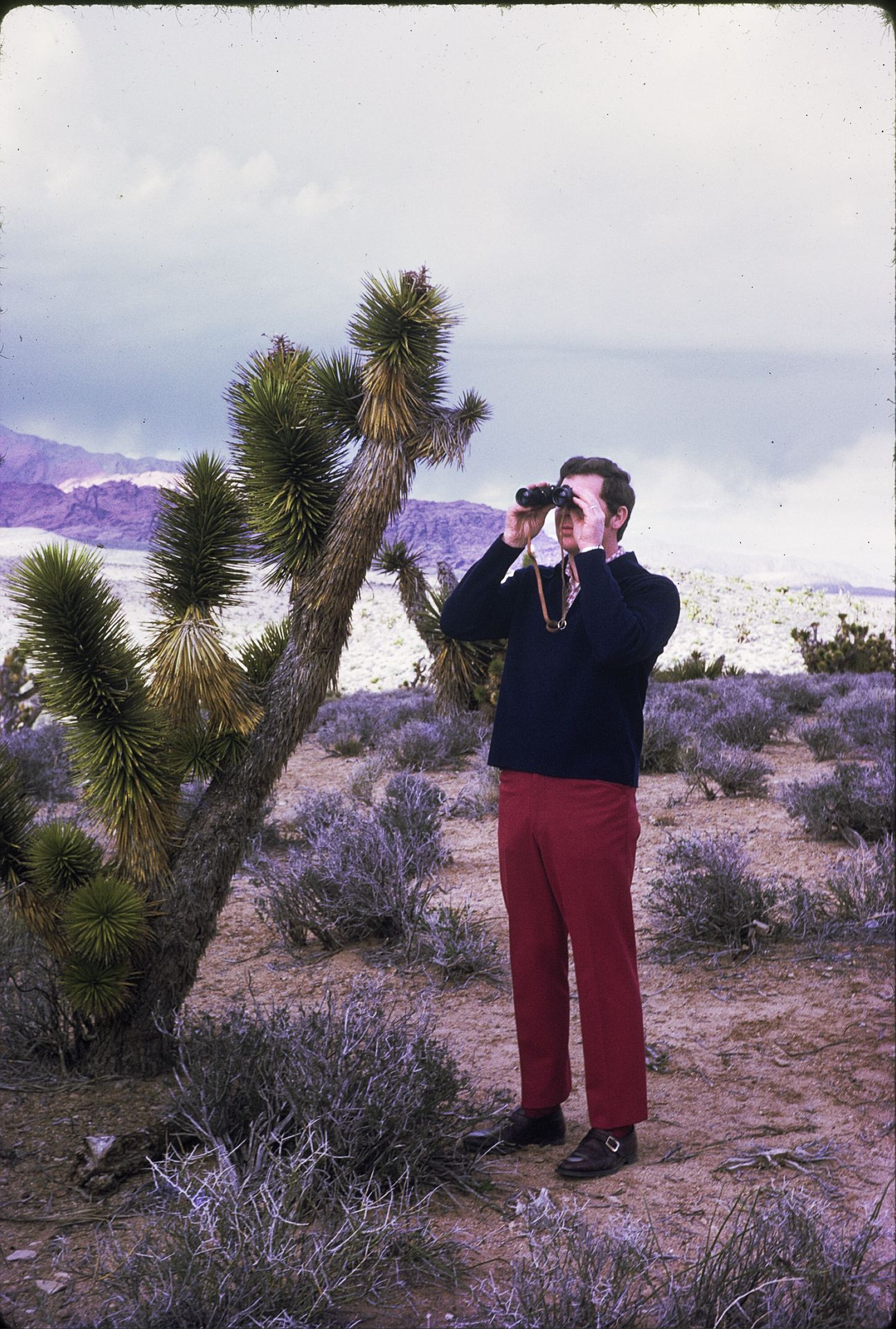 A man in red pants uses binoculars near a Joshua tree in a desert landscape.