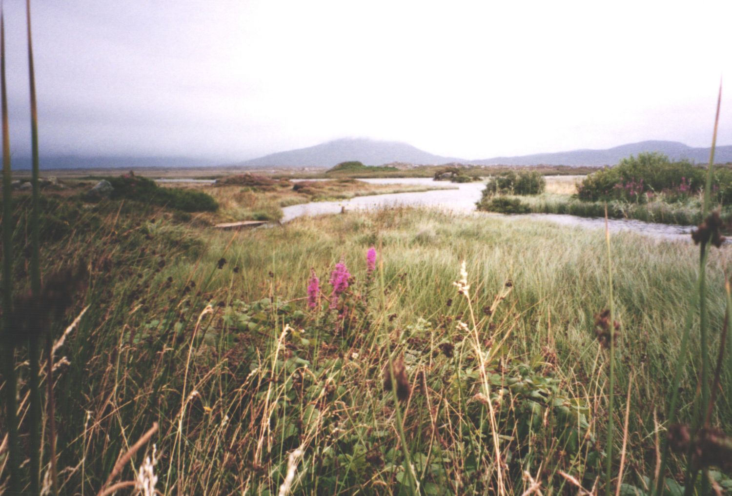 Scenic wetland landscape with purple wildflowers, river, and misty mountains in background.