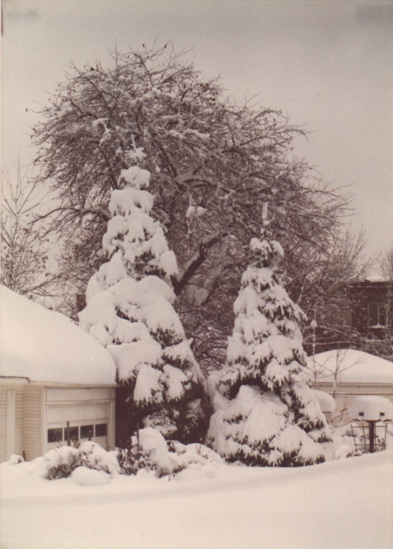 Snow-covered evergreen trees and bare branches in a winter backyard scene with a house visible in the background.