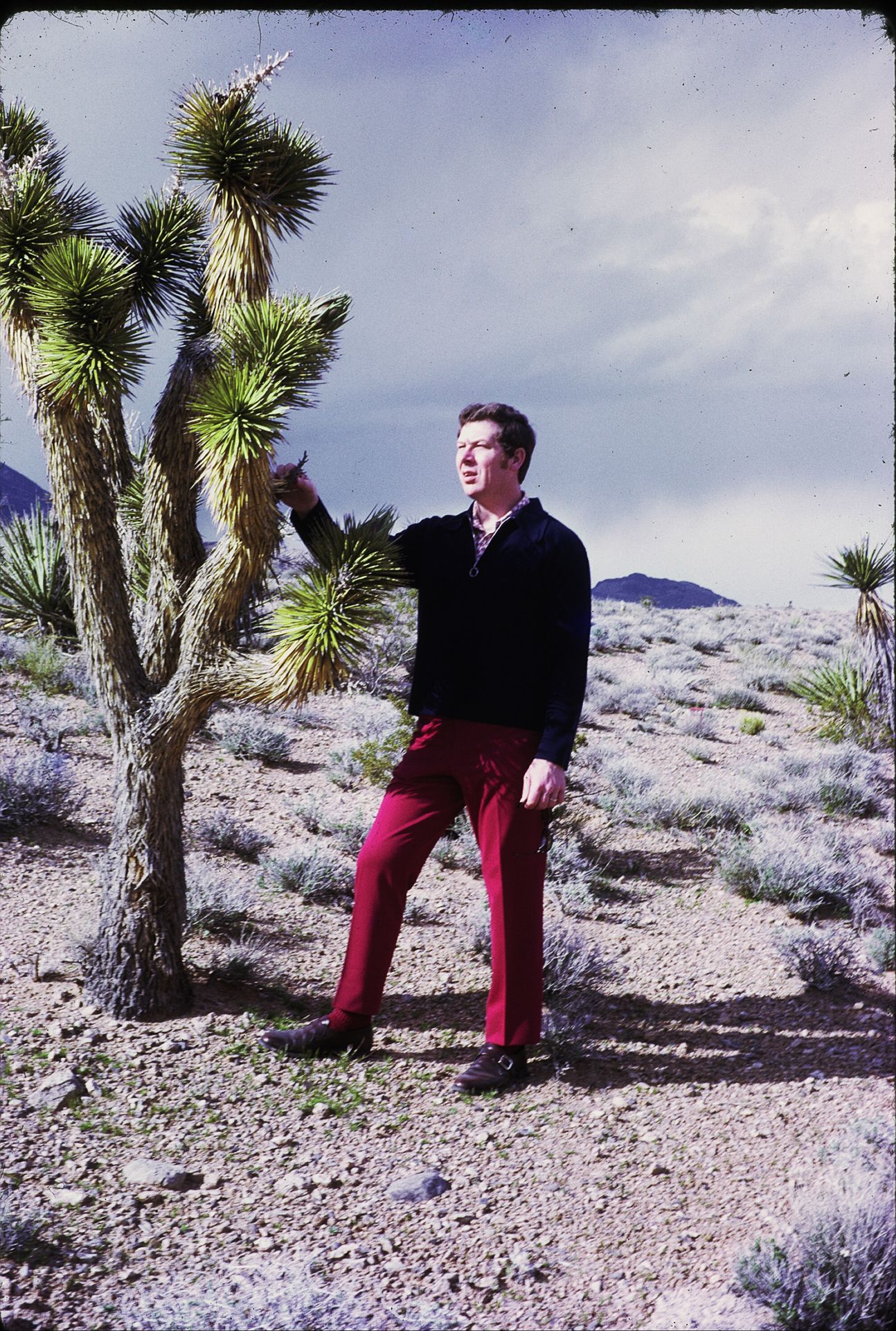 Man in red pants and dark sweater pointing at tall Joshua tree in desert landscape.