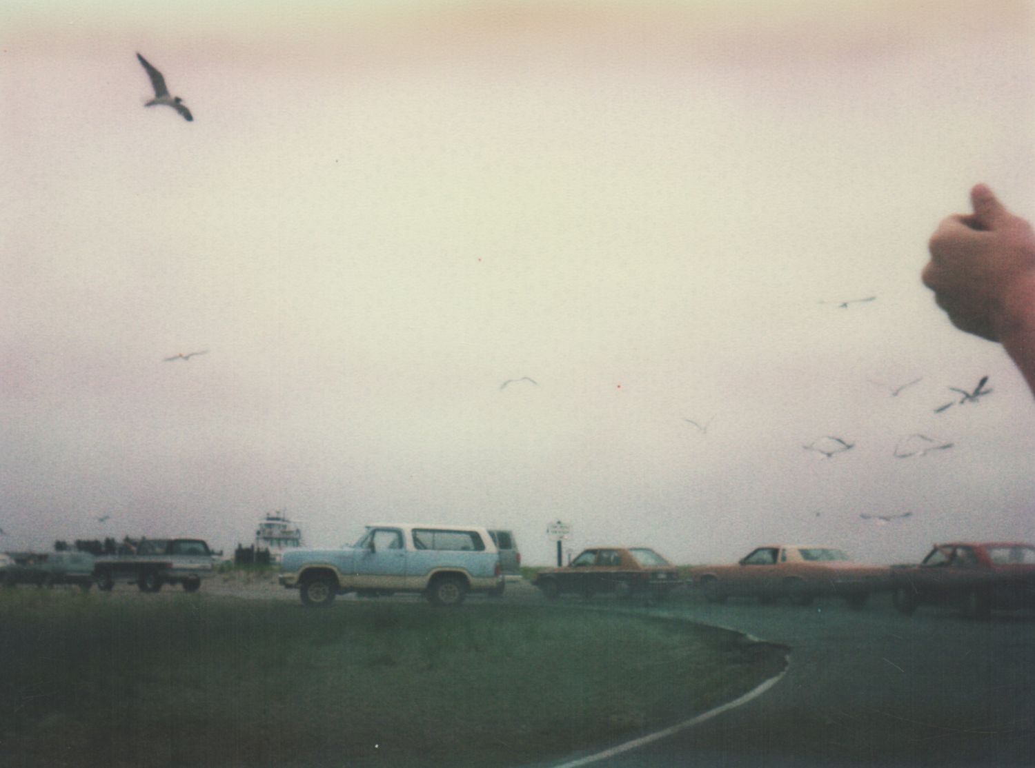 Vintage photo of seagulls flying over parked cars on a foggy coastal road.