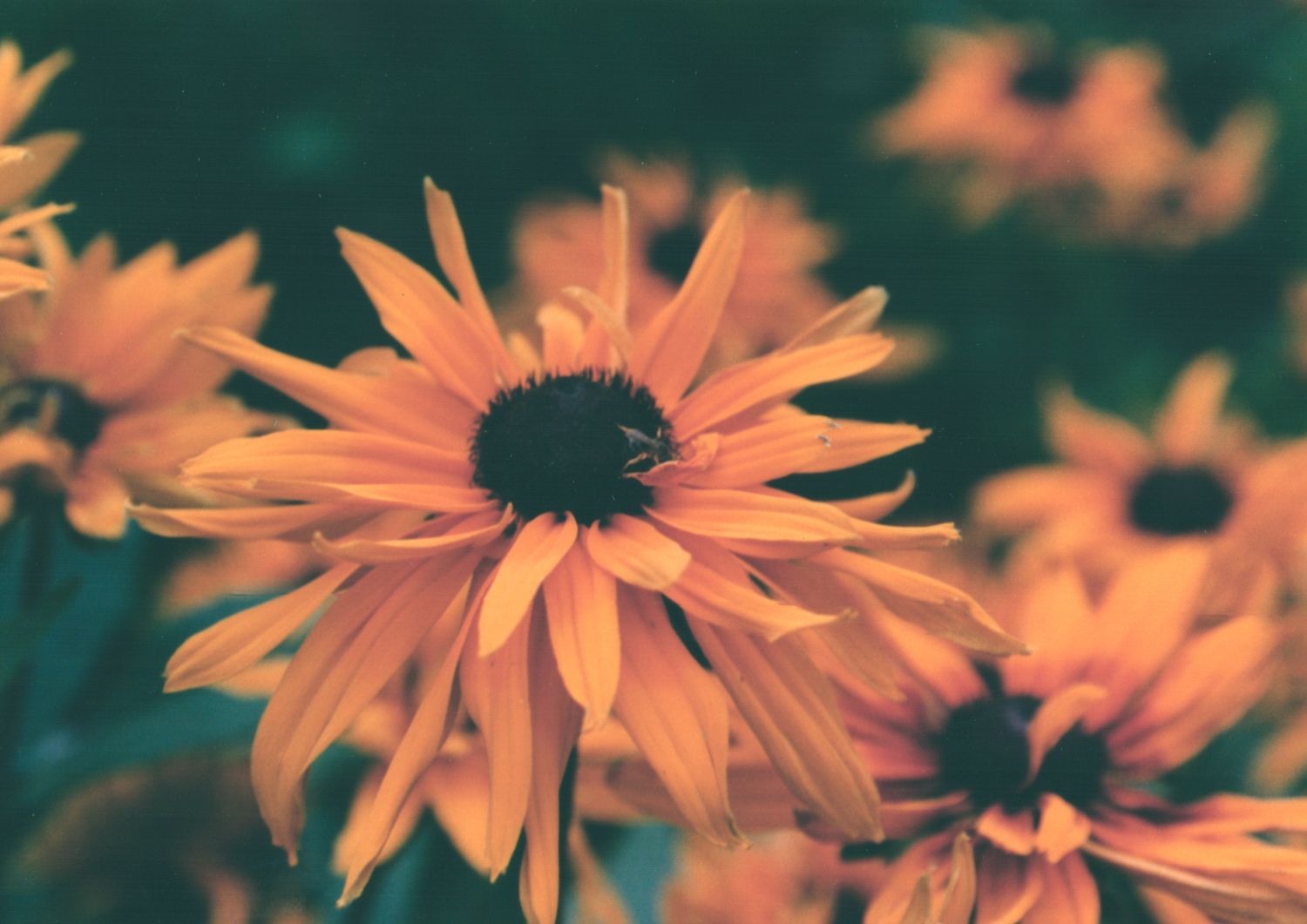 Close-up of vibrant orange black-eyed Susan flowers blooming against a soft teal bokeh background.