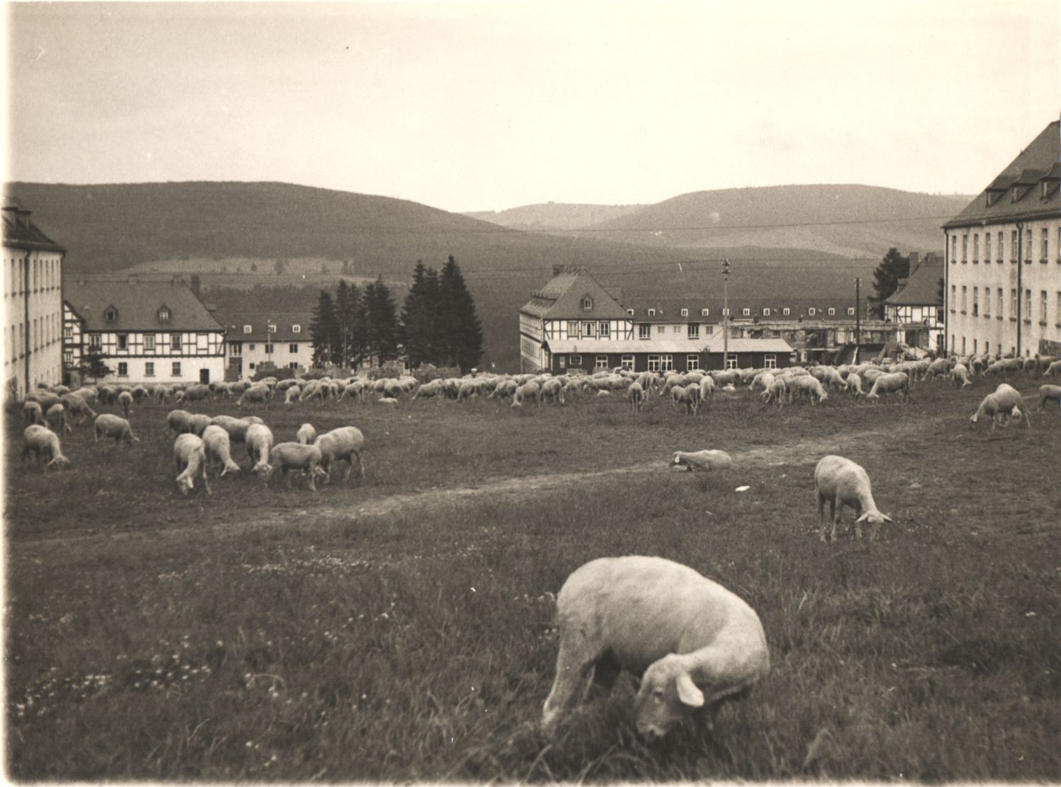 A large flock of sheep grazes in a field with European buildings and hills in the background.