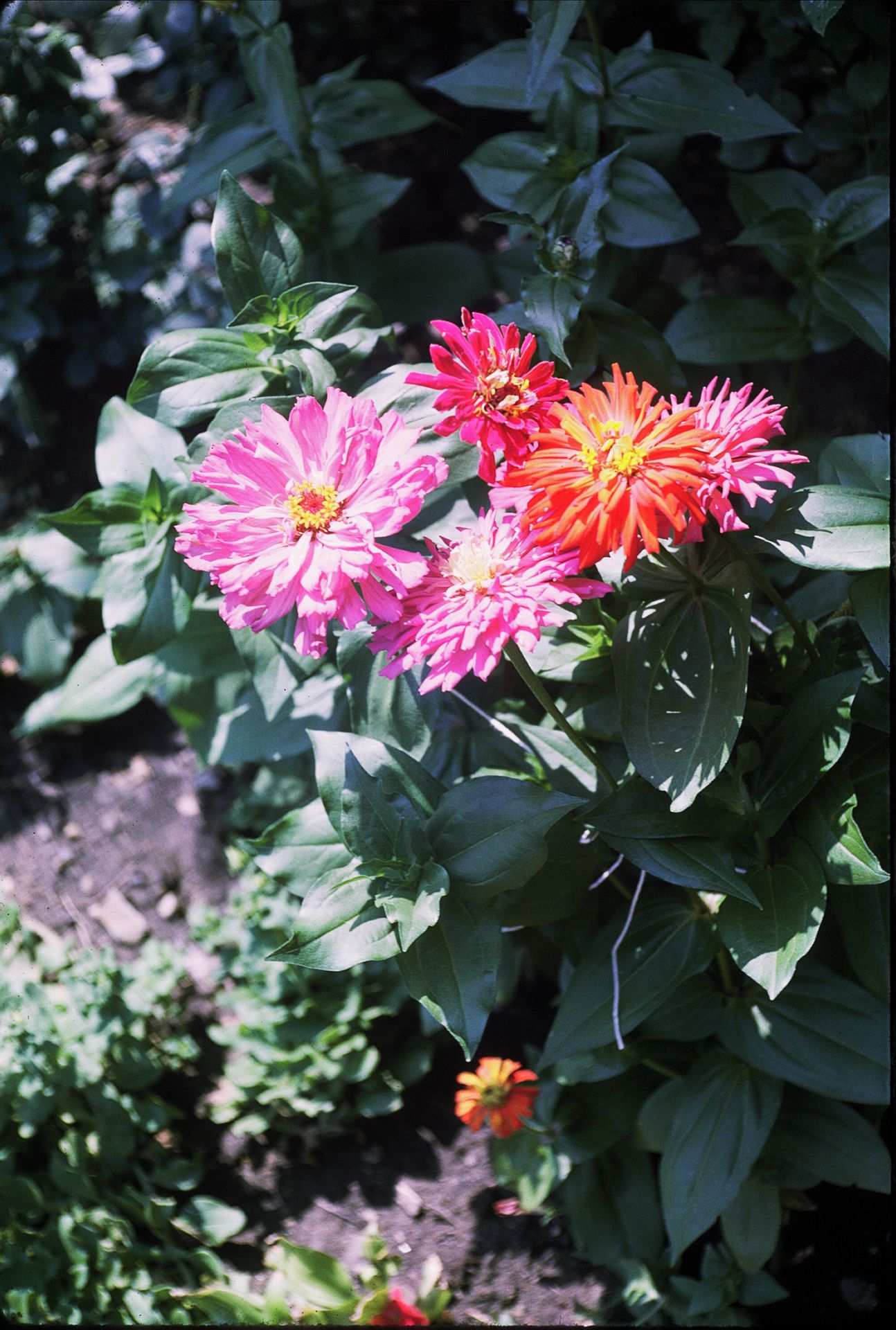 Vibrant pink and orange dahlia flowers blooming in a lush green garden on a sunny day.