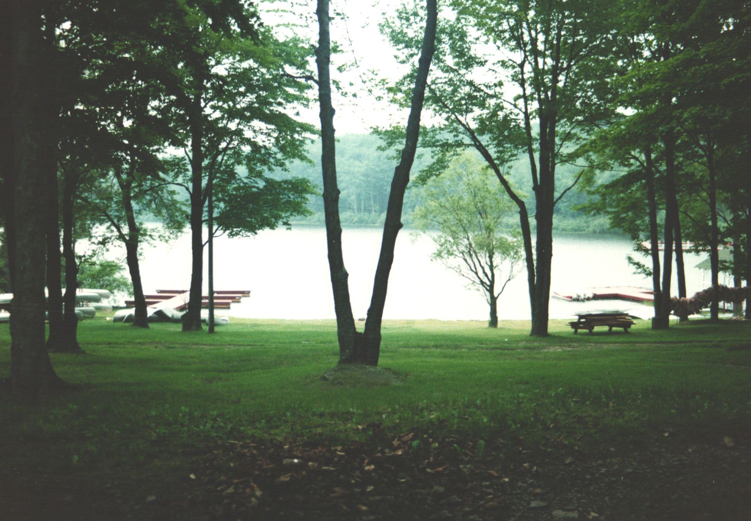 Peaceful lakeside park with tall trees, green grass, and wooden benches on a misty summer day.