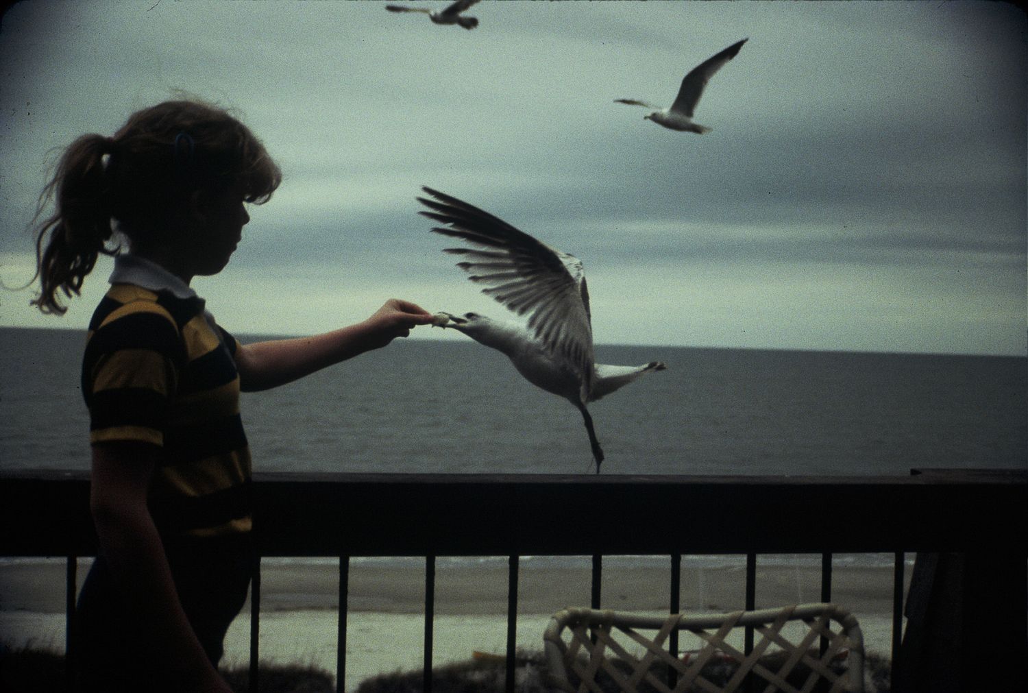 Young girl feeding a seagull from a seaside balcony with ocean waves in the background.
