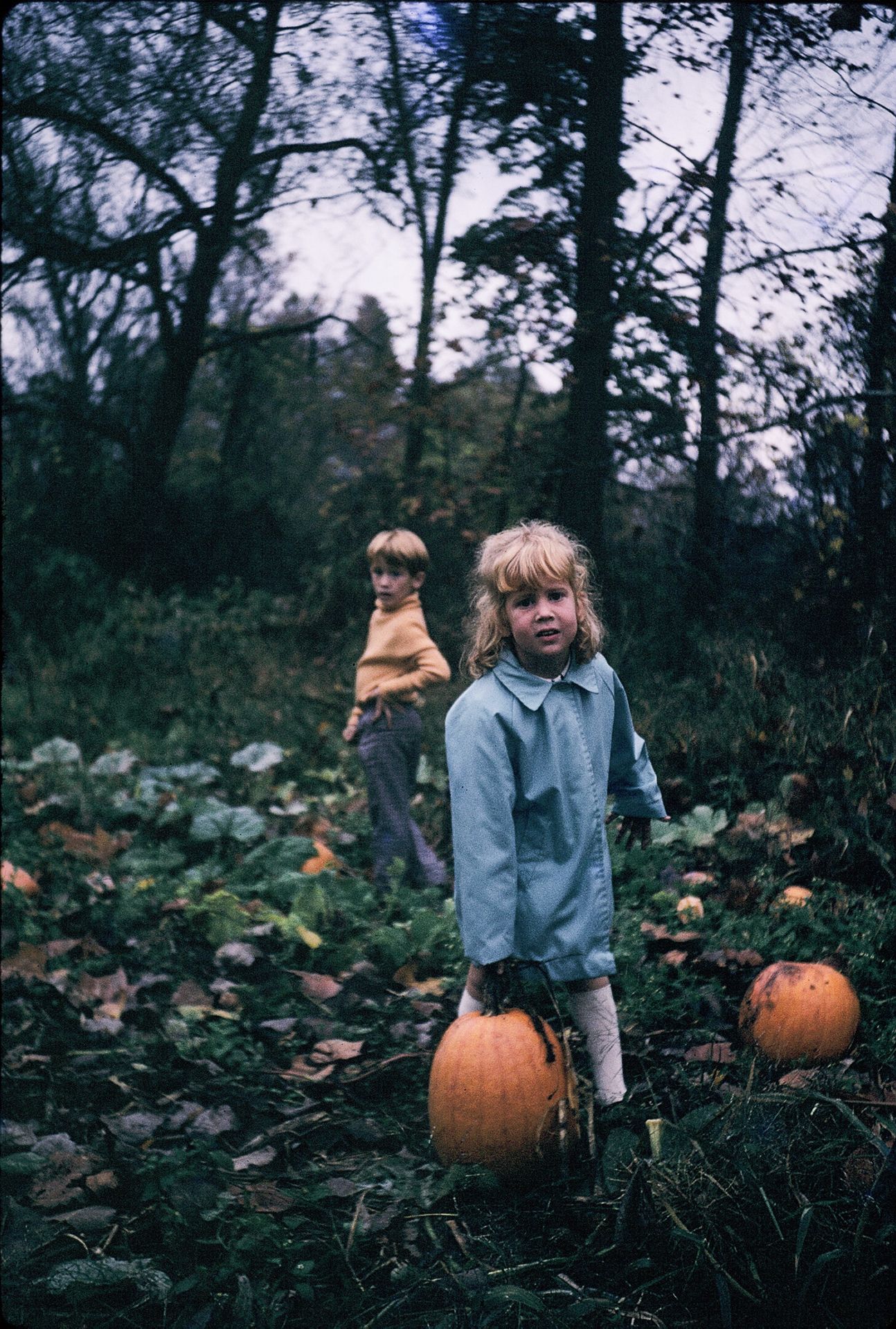 Two children in a pumpkin patch during autumn, with a girl in a blue coat holding an orange pumpkin.