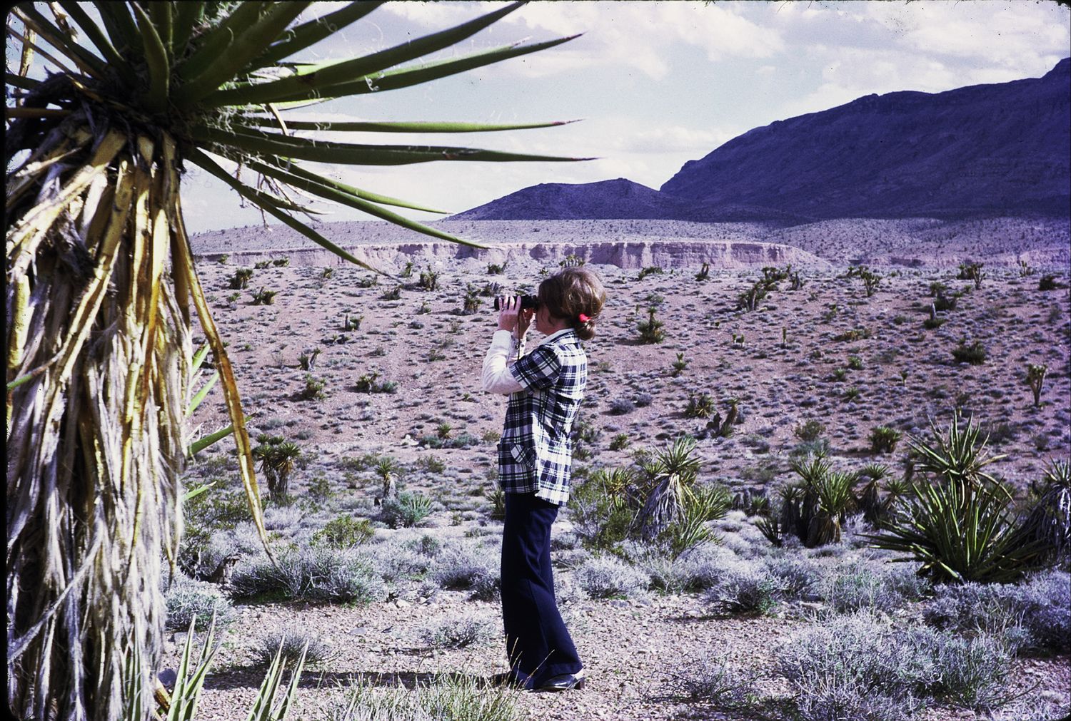 A person stands in a desert landscape surrounded by yucca plants and rocky mountains.