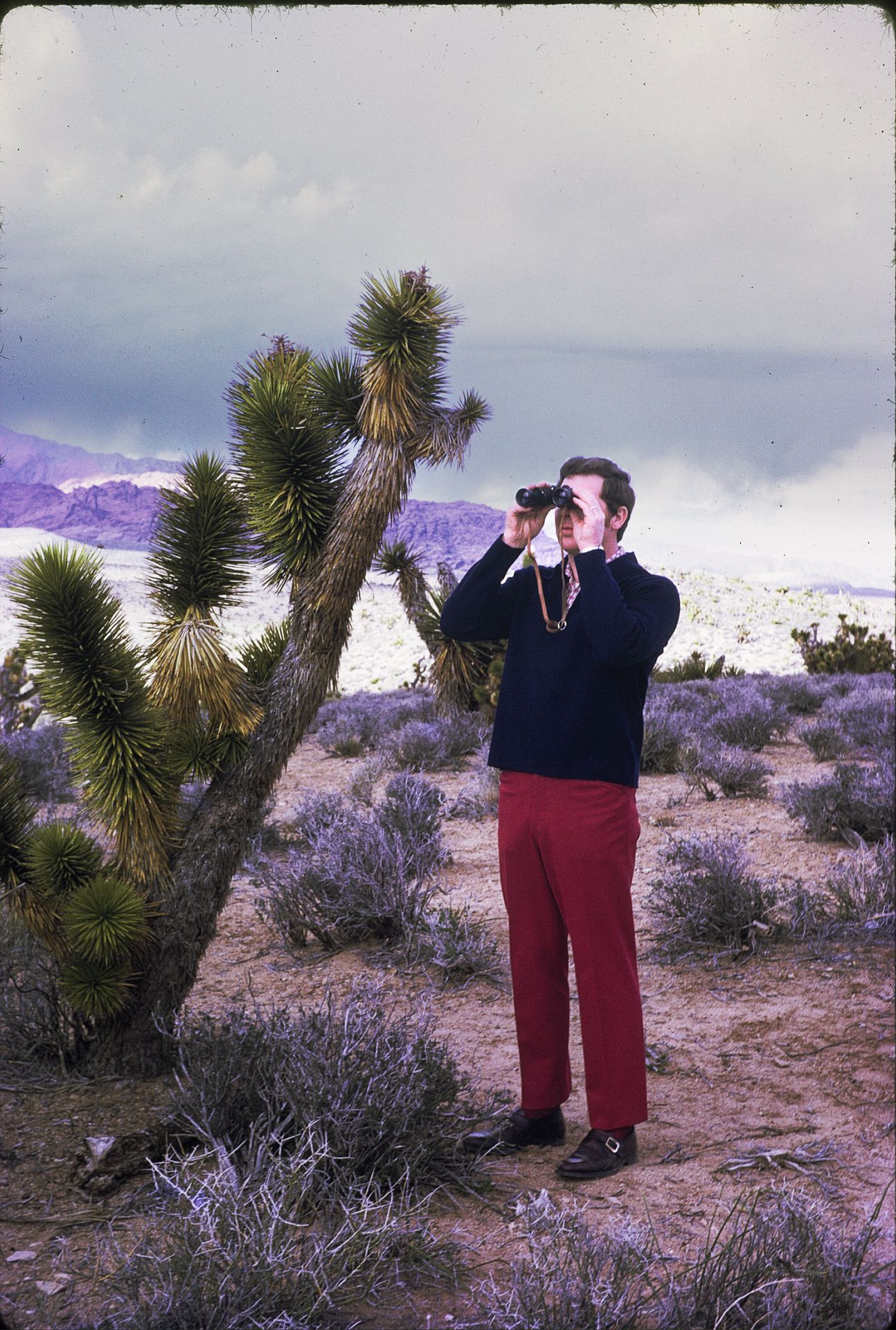 Man using binoculars in a desert landscape with Joshua trees and purple mountains in the background.