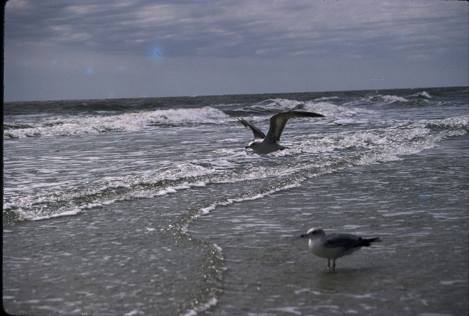 Two seagulls on a sandy beach shoreline with ocean waves, one in flight and one standing.
