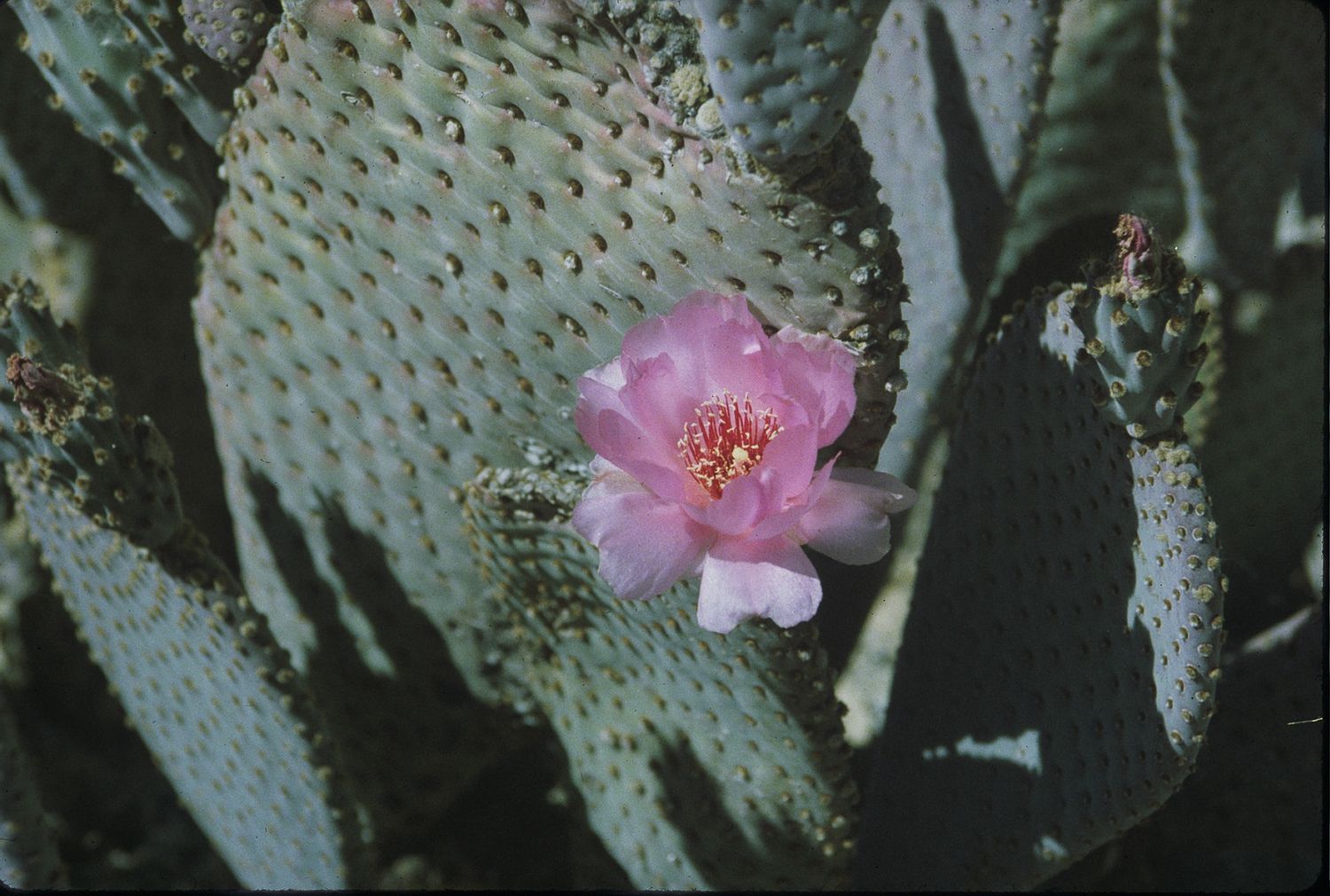 Pink prickly pear cactus flower blooming on green paddle cactus with small buds nearby.