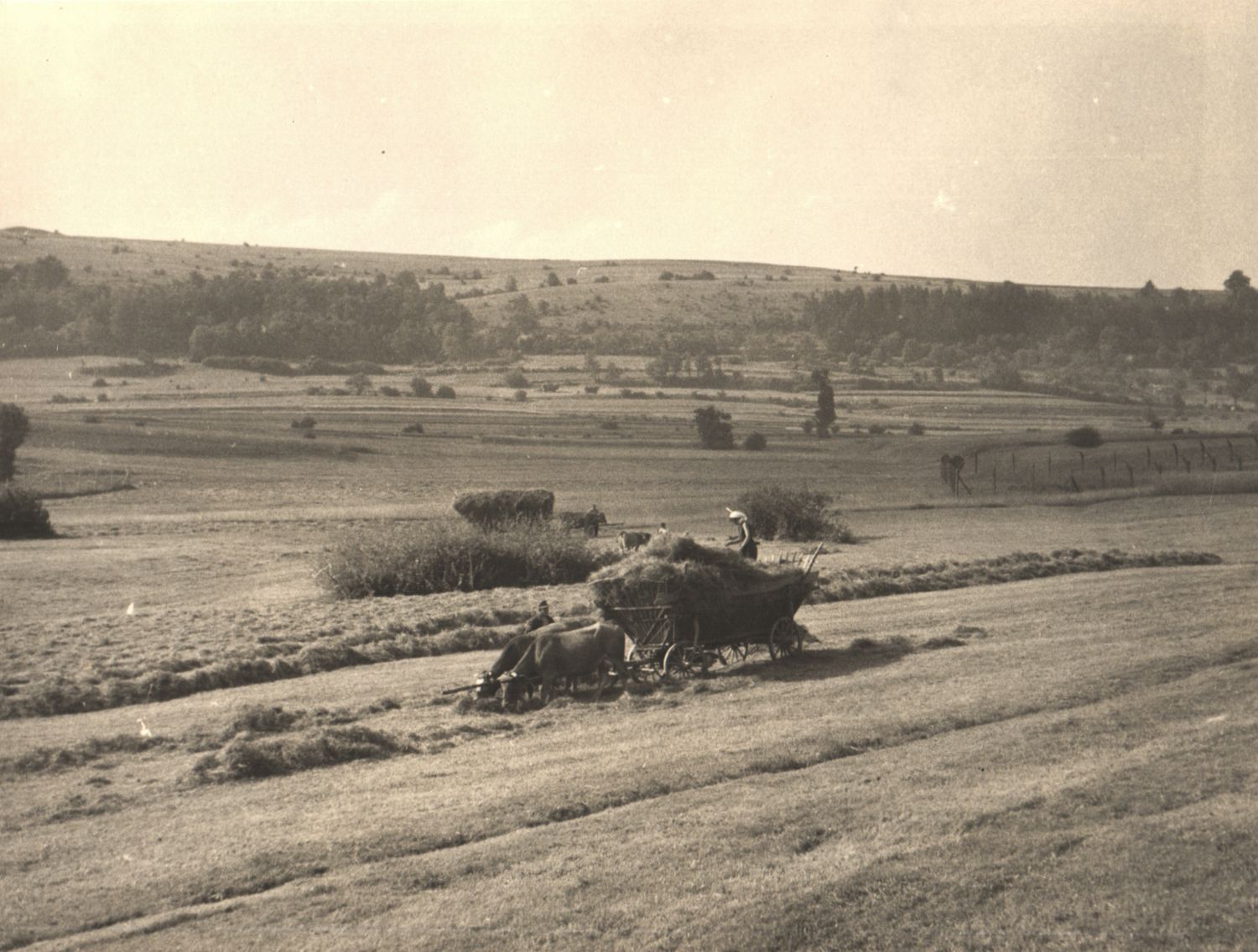 Vintage black and white photo of a horse-drawn harvester working a rural field with rolling hills in the background.