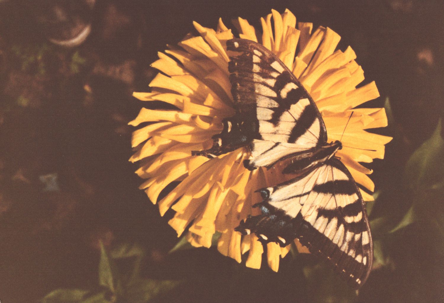 A tiger swallowtail butterfly perched on a vibrant yellow sunflower in a dark, moody natural setting.