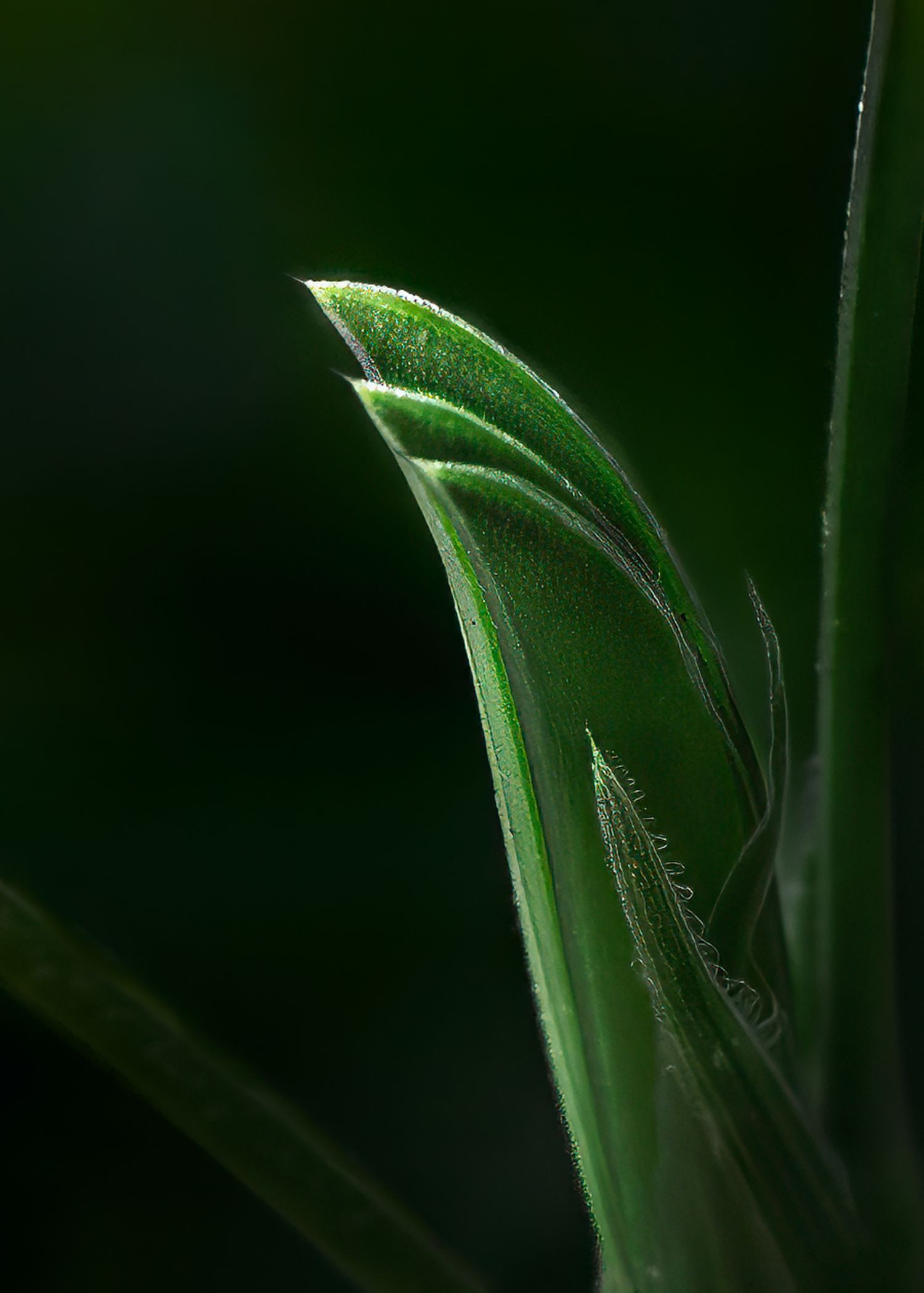 Backlit green grass blade emerging from layered shoots with fine hairs glowing against dark background.