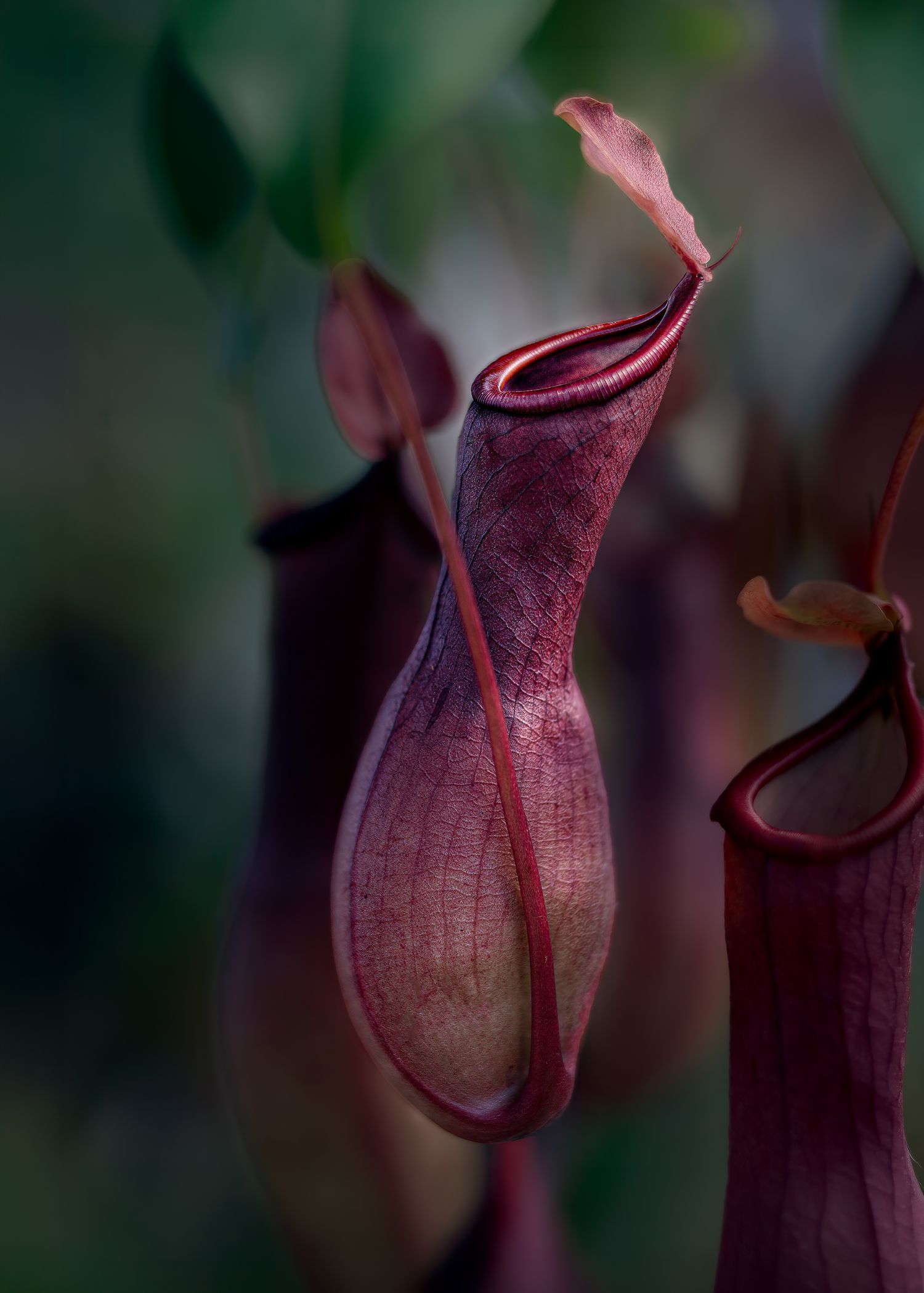 Deep purple Nepenthes pitcher plant with curved lid and veined texture against a blurred green background.