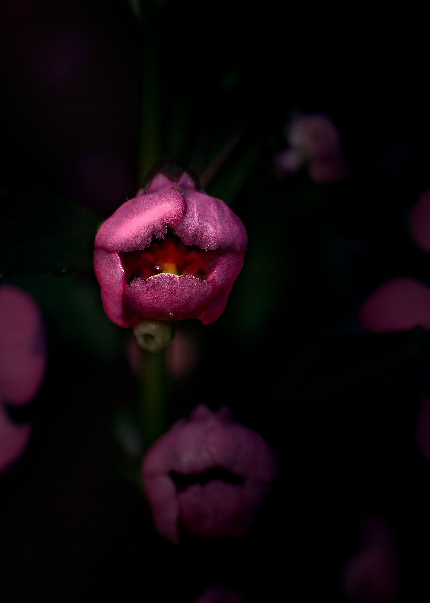 Dark moody pink tulip flower opening to reveal red center surrounded by blurred blooms on black background.