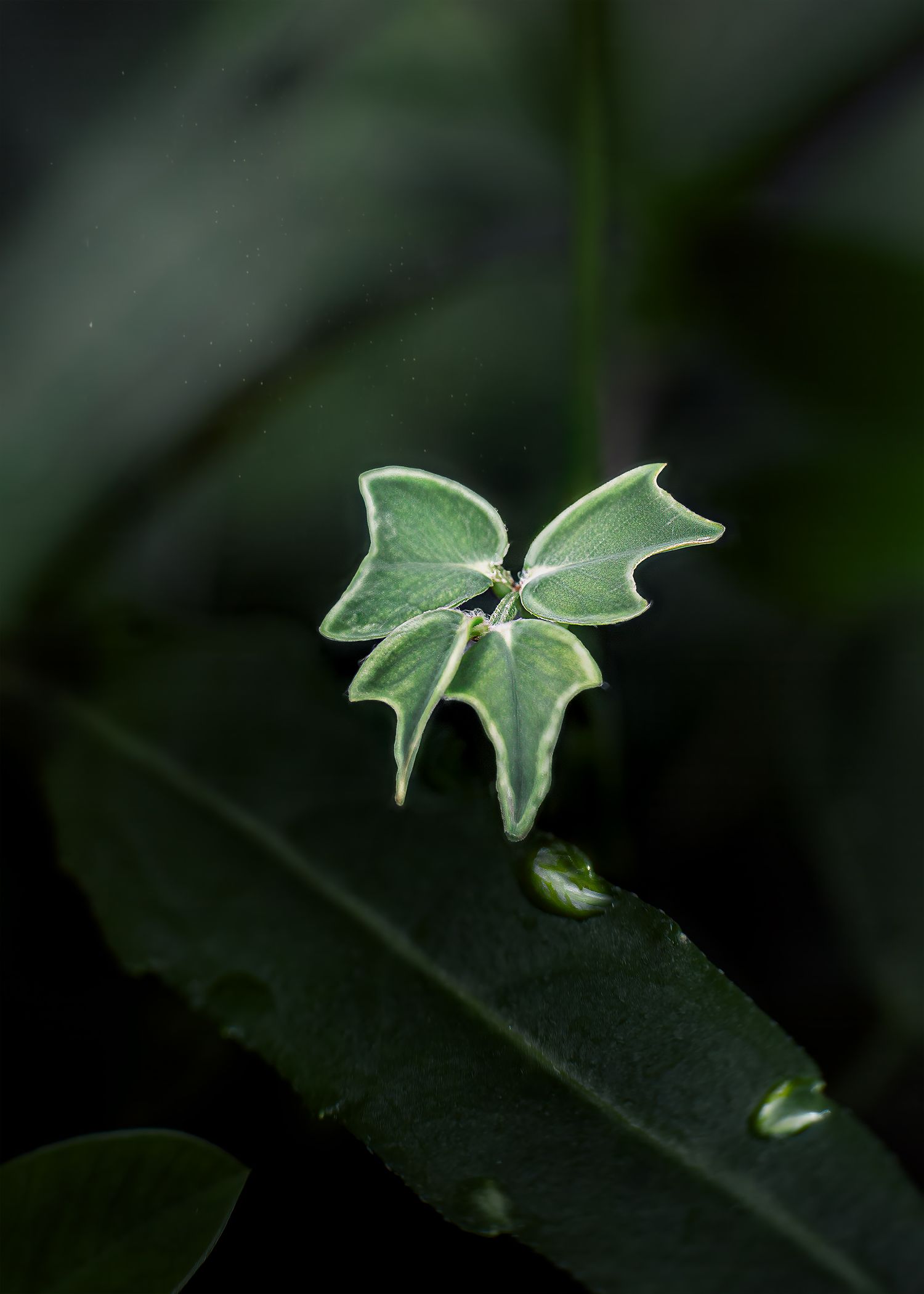 Tiny butterfly-shaped variegated ivy leaf with white edges resting on dark green leaves with water drops.