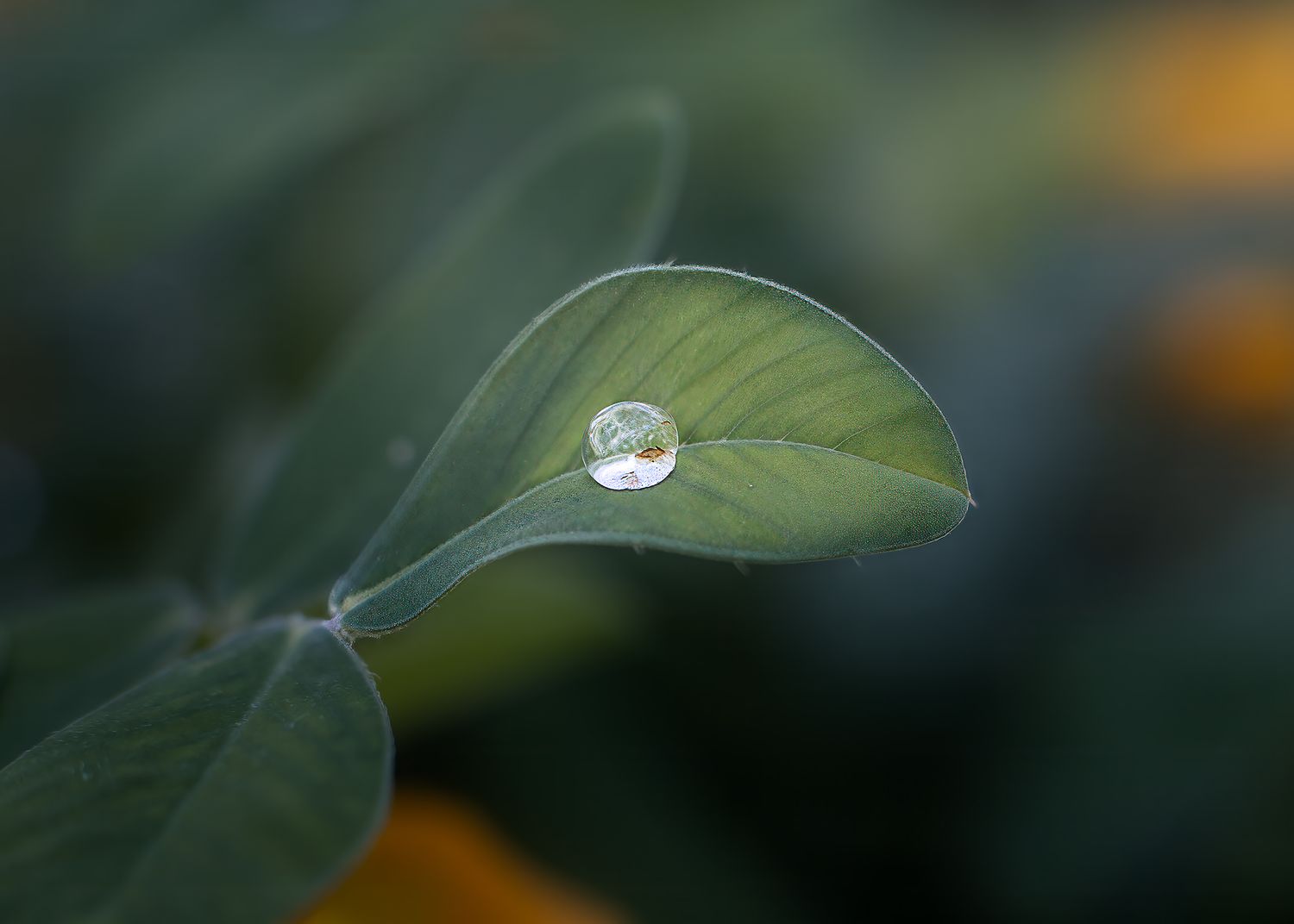 Single water droplet resting on a green leaf with a reflective sphere effect in soft bokeh light.
