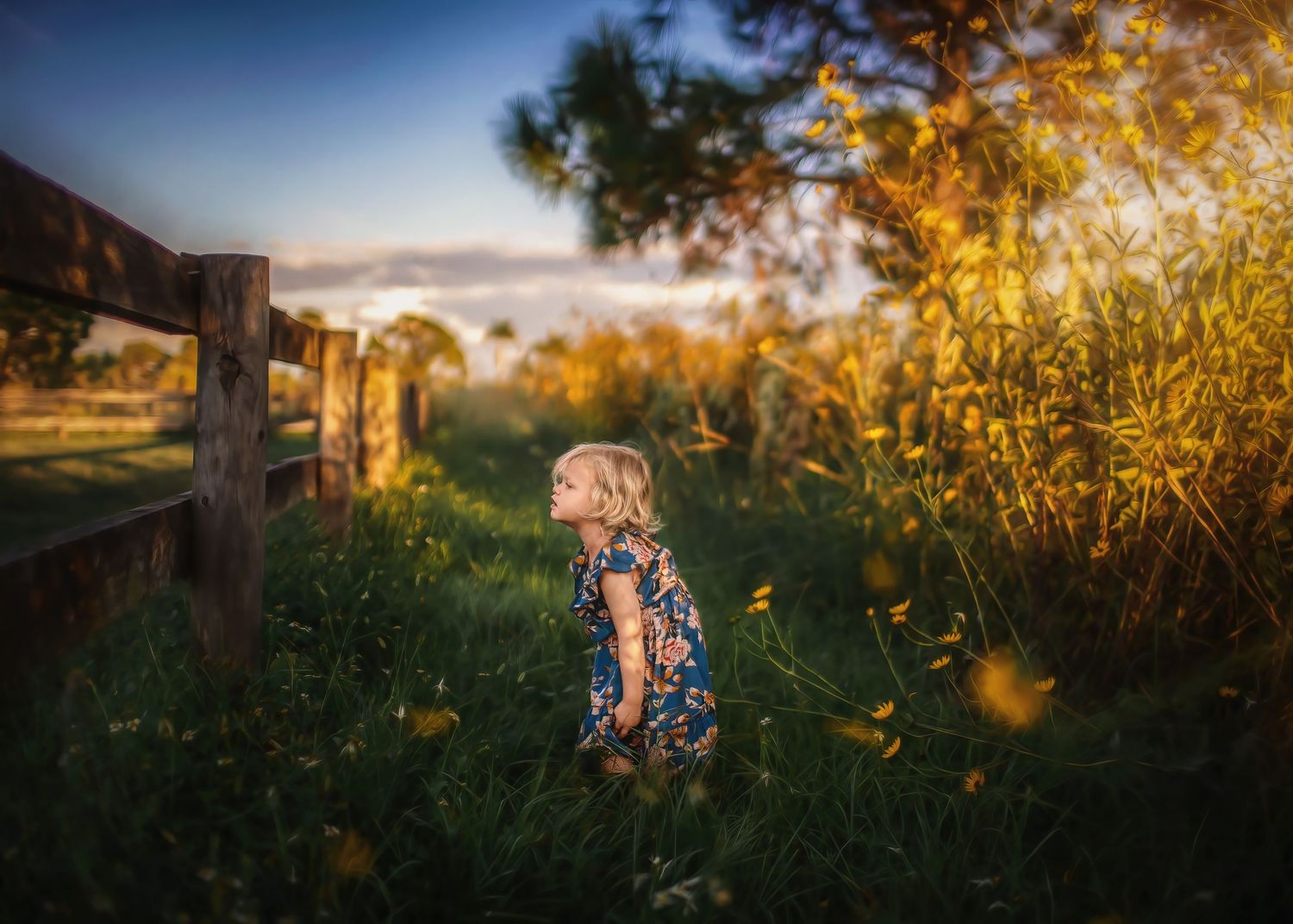 Blonde toddler girl in a floral dress standing in tall grass at sunset near a wooden fence.