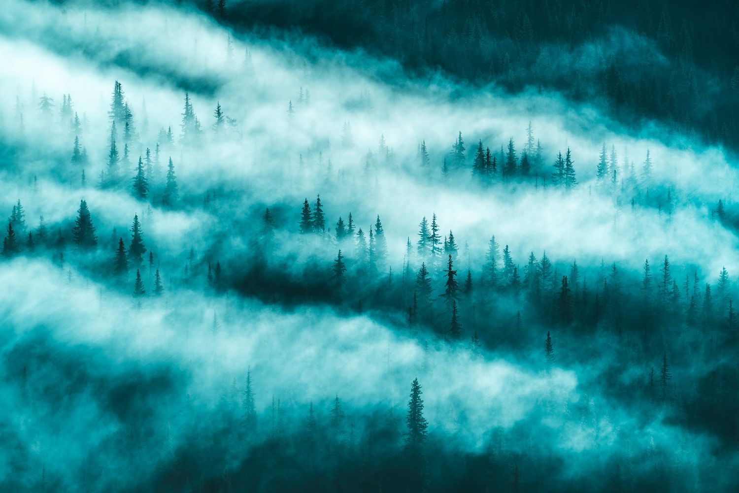 Aerial view of misty teal-toned pine forest with layers of fog weaving between evergreen treetops.
