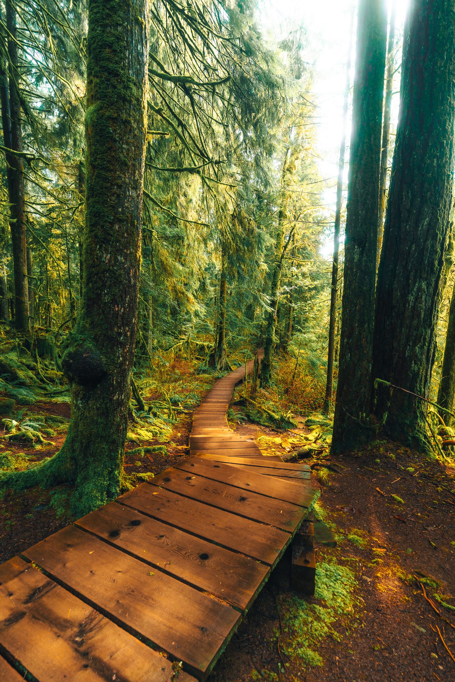 Wooden boardwalk trail winding through a lush, moss-covered old-growth forest in soft sunlight.