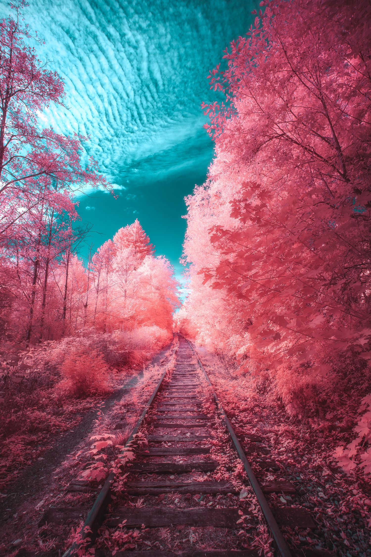 Surreal infrared railway track disappearing into pink glowing trees under a vivid turquoise sky.
