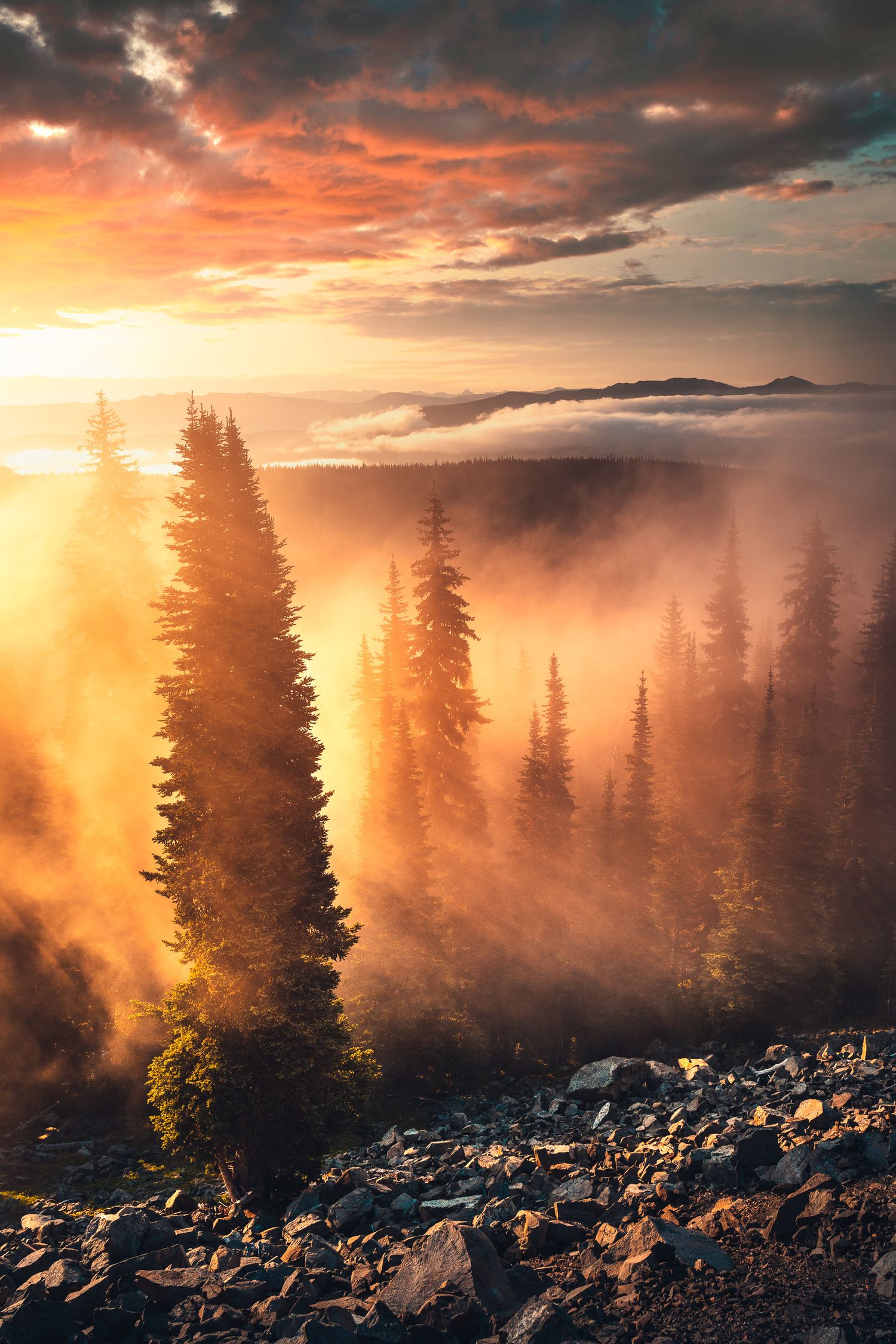 Misty mountain forest at sunrise with golden light filtering through tall evergreen trees.