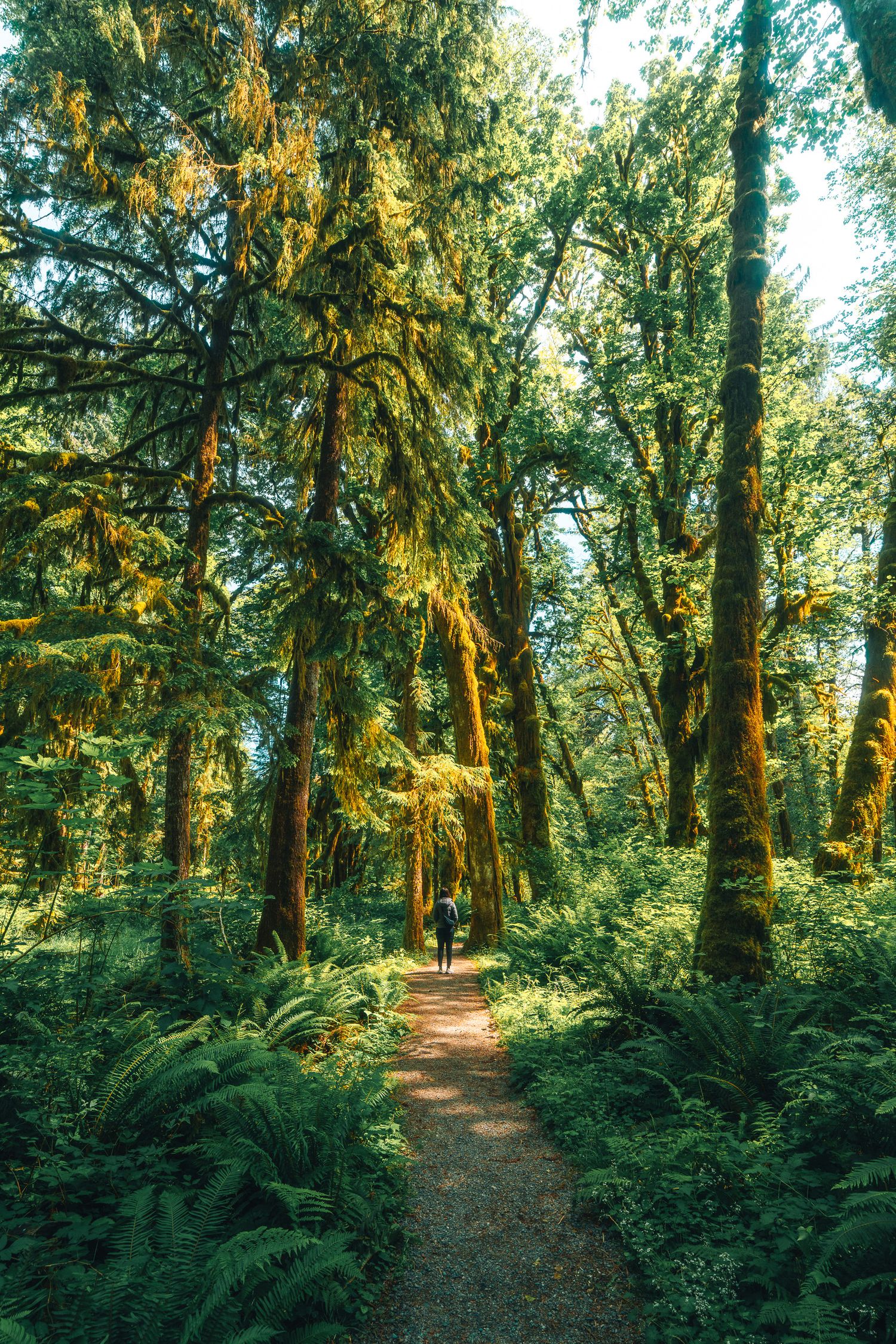 Hiker walking along a sunlit forest trail surrounded by moss-draped trees and ferns in a temperate rainforest.