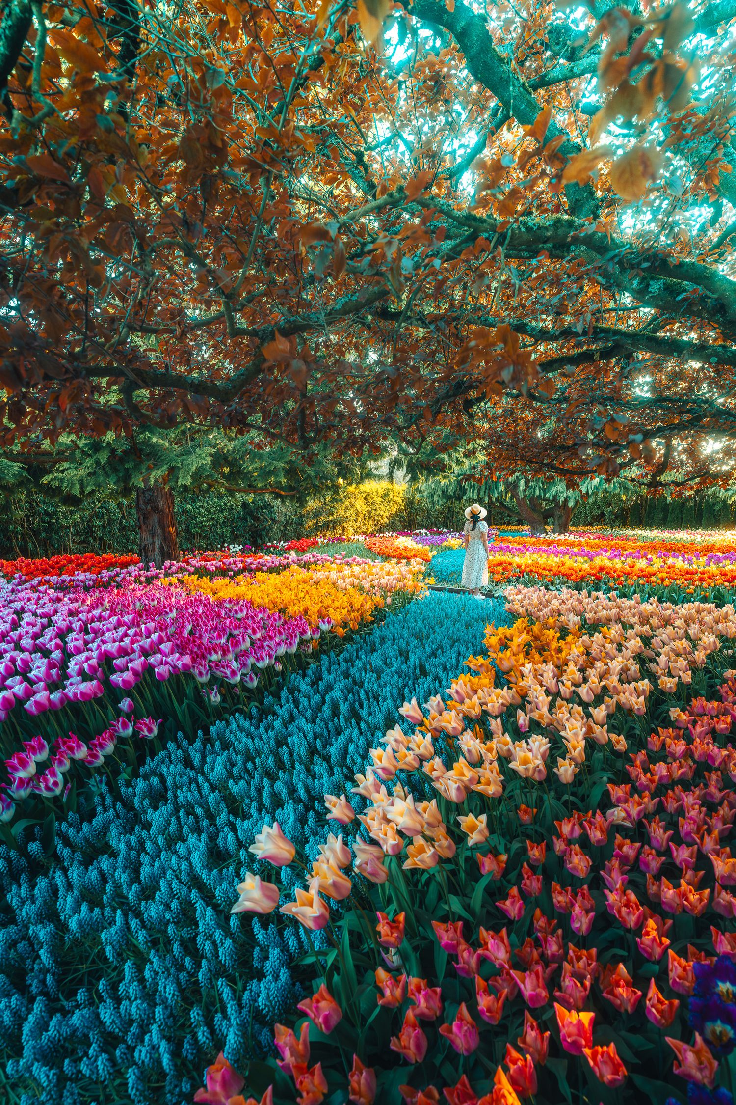 Woman in teal dress walking through vibrant rows of colorful tulips under a sprawling tree in a lush garden.