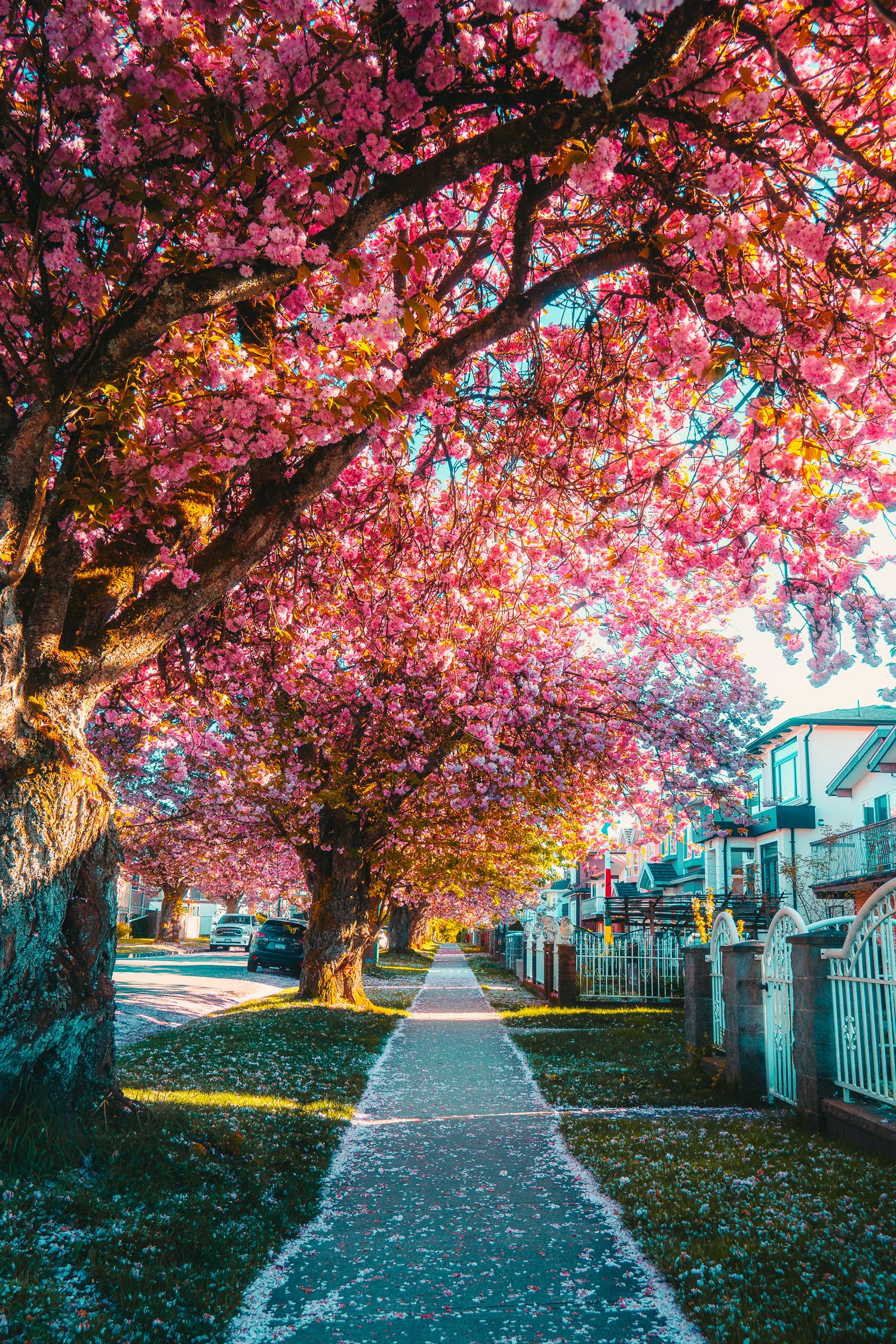 Pink cherry blossom trees lining a residential sidewalk in golden spring sunlight.