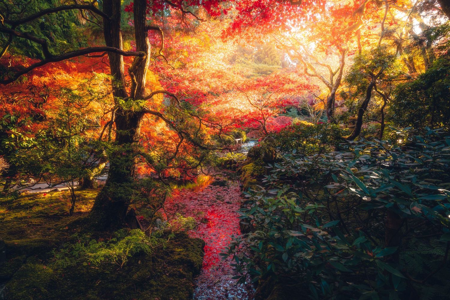 Vibrant autumn Japanese garden with brilliant red maple trees and moss-covered ground in golden light.