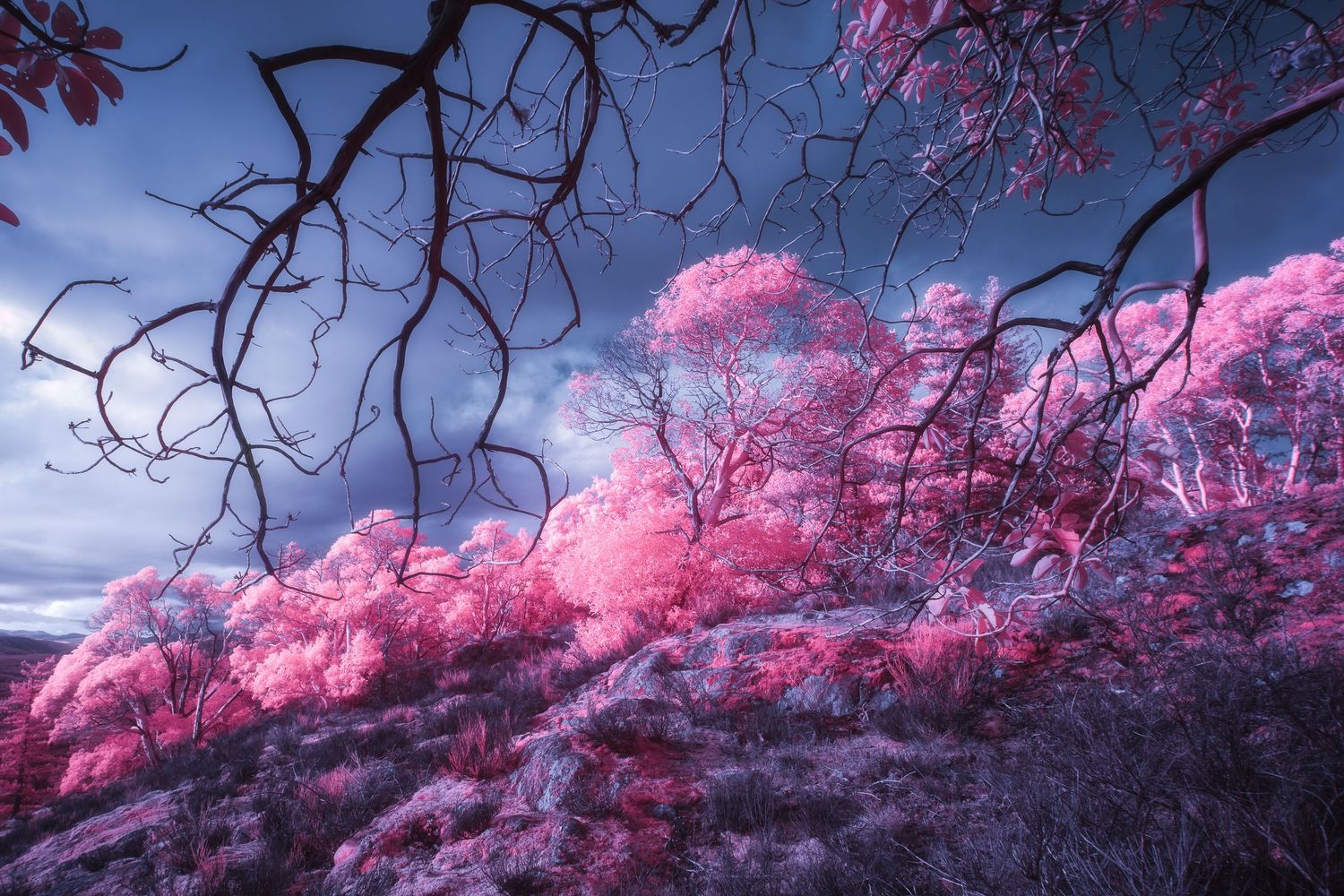 Surreal infrared landscape with vivid pink flowering trees and dark bare branches under purple sky.