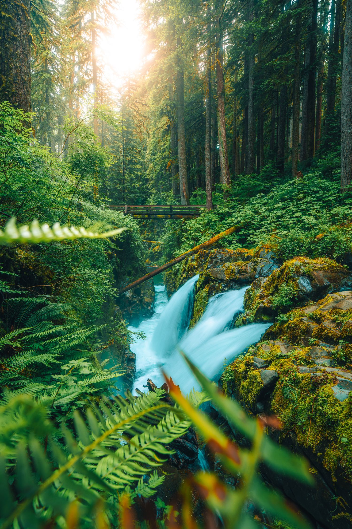 Sunlit waterfall cascading through mossy old-growth forest with wooden bridge above.