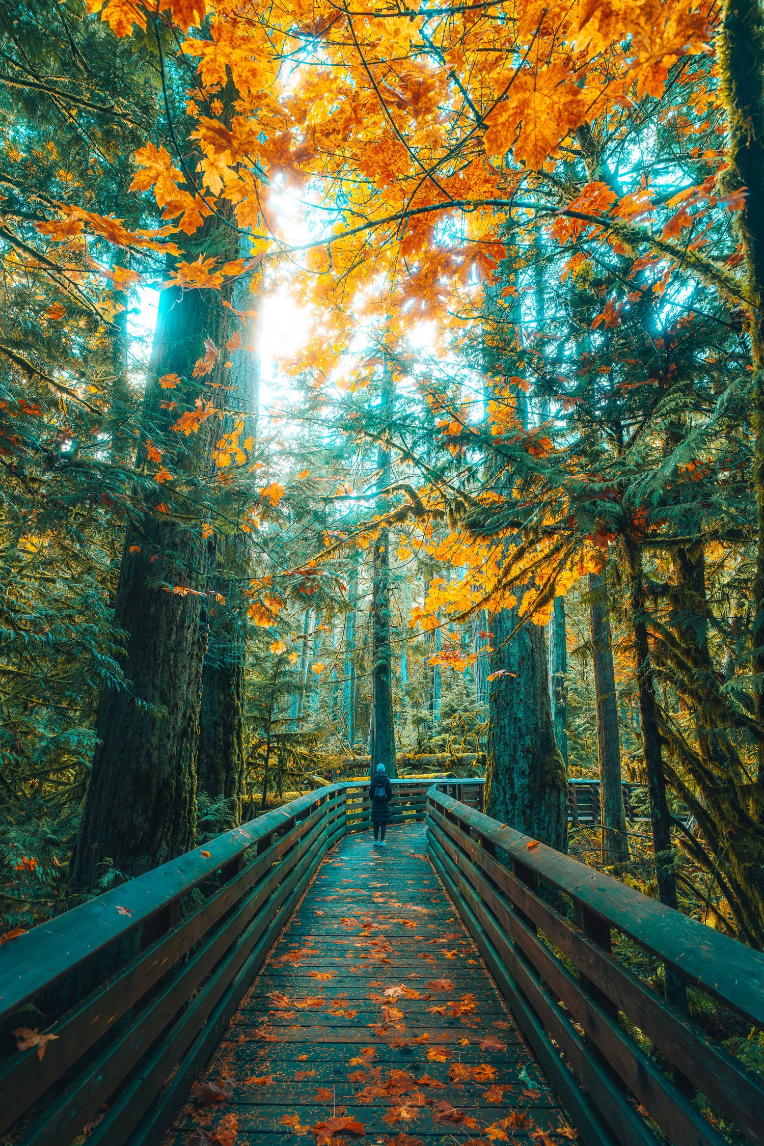 Wooden boardwalk path through a stunning autumn forest with golden orange foliage and sunlight.