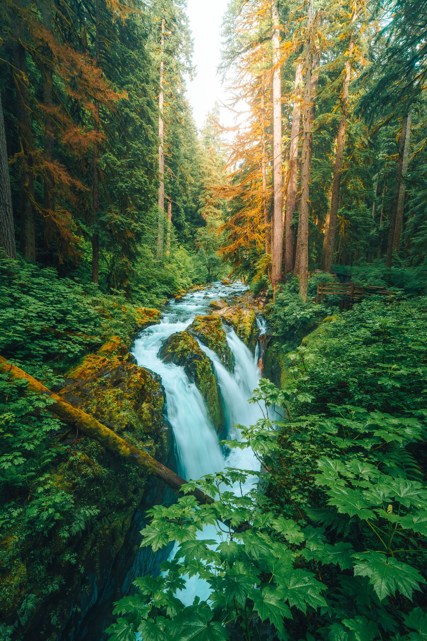 Serene waterfall flowing through lush green old-growth forest with towering redwood trees.