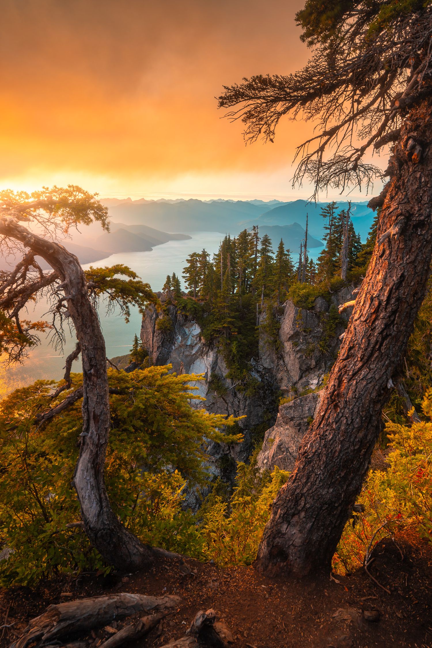Dramatic sunset view through gnarled pine trees overlooking a mountain lake with golden orange sky.