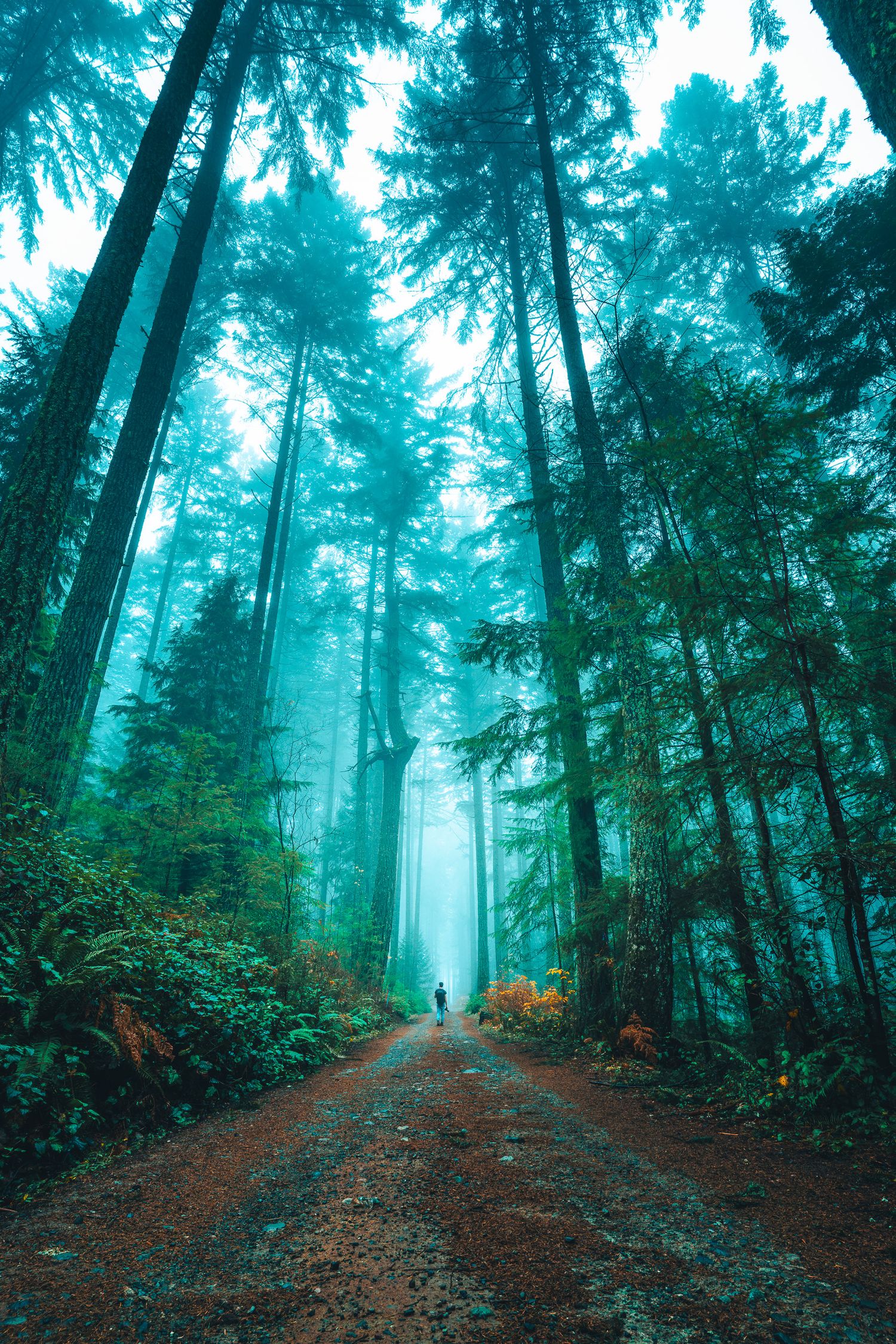 Lone figure walking a misty dirt road through towering teal-toned evergreen forest in fog.