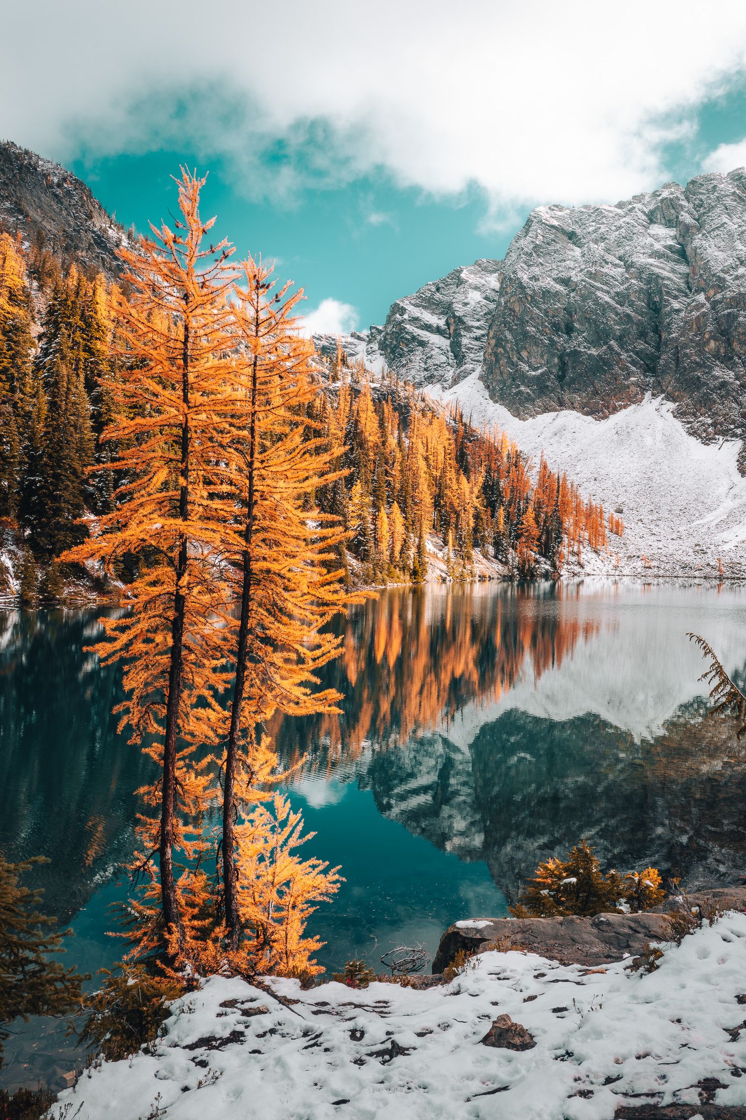 Golden larch trees reflecting in a calm alpine lake with snow-dusted mountains.