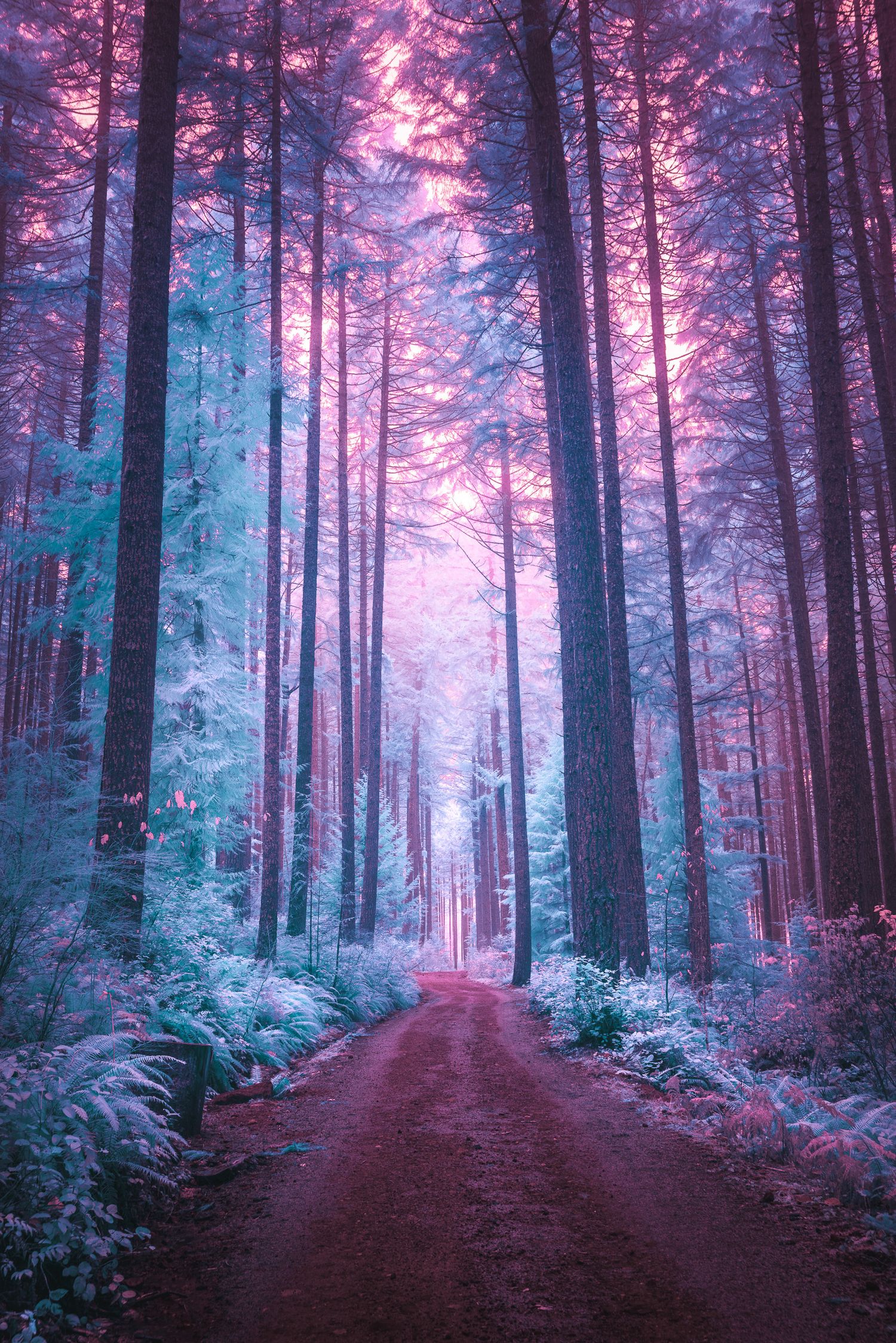 Enchanting forest path lined with tall pines in surreal purple and teal infrared tones.