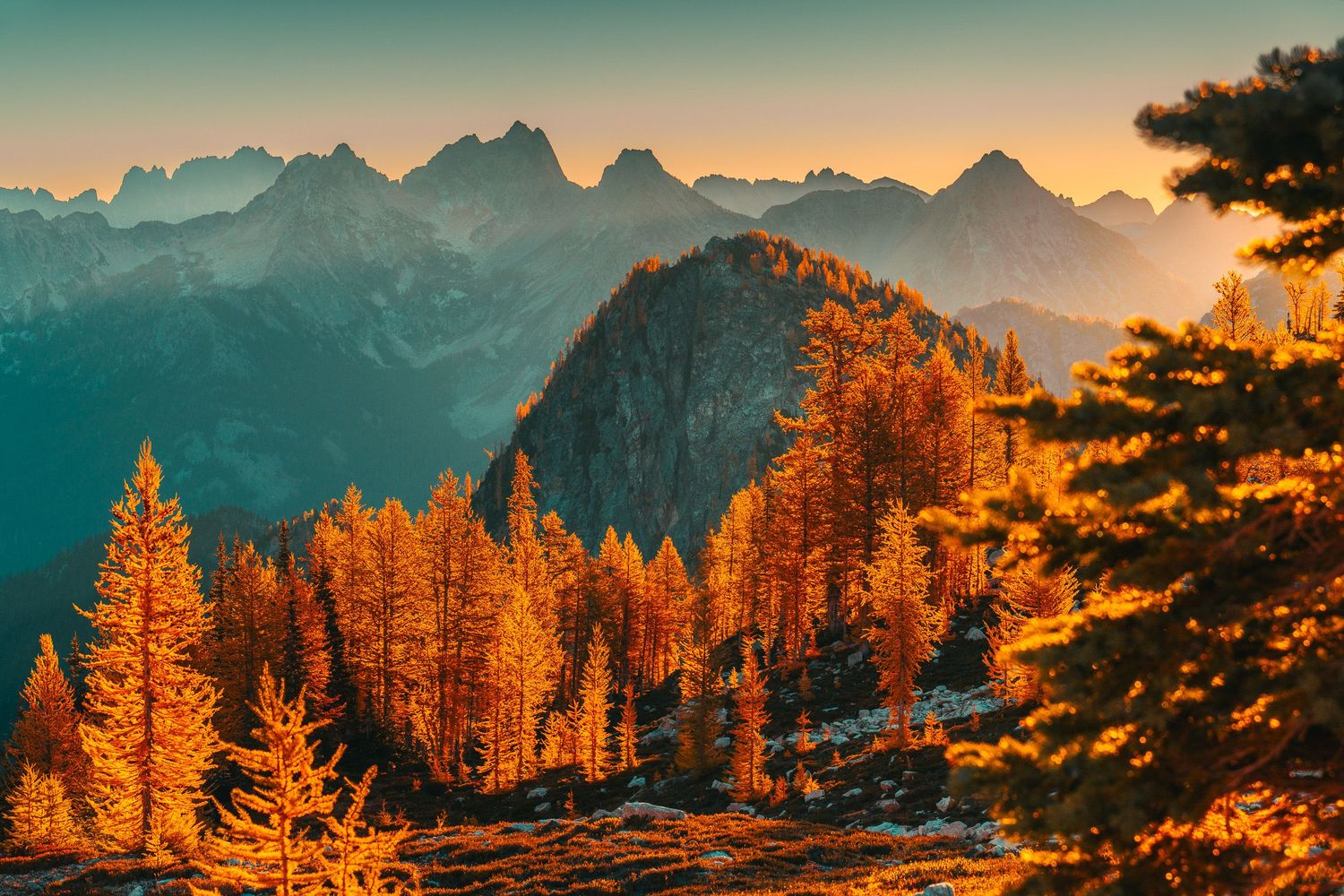 Golden larch trees glow at sunset with jagged mountain peaks layered in misty blue haze.