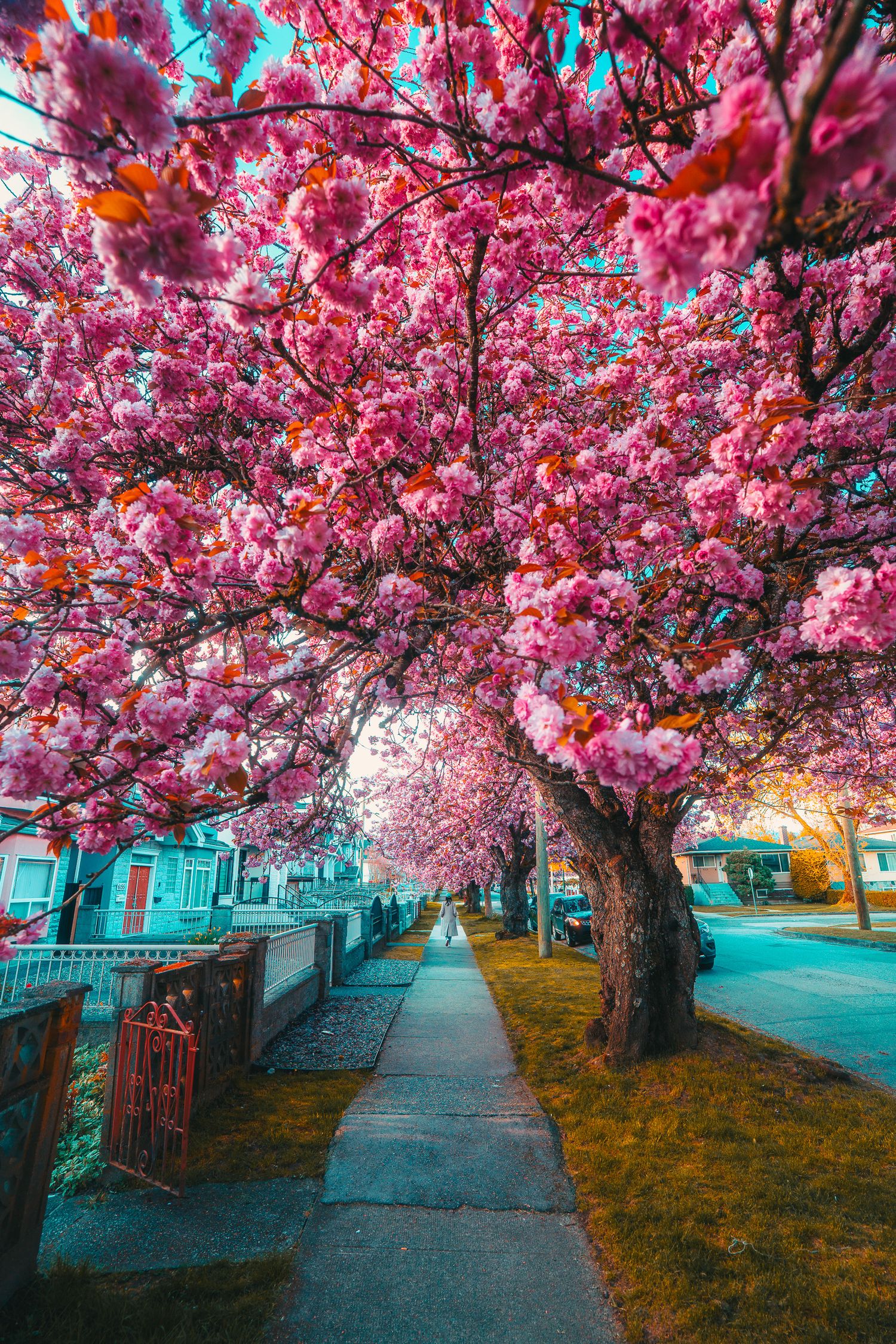 Stunning pink cherry blossom trees lining a residential sidewalk in full spring bloom.