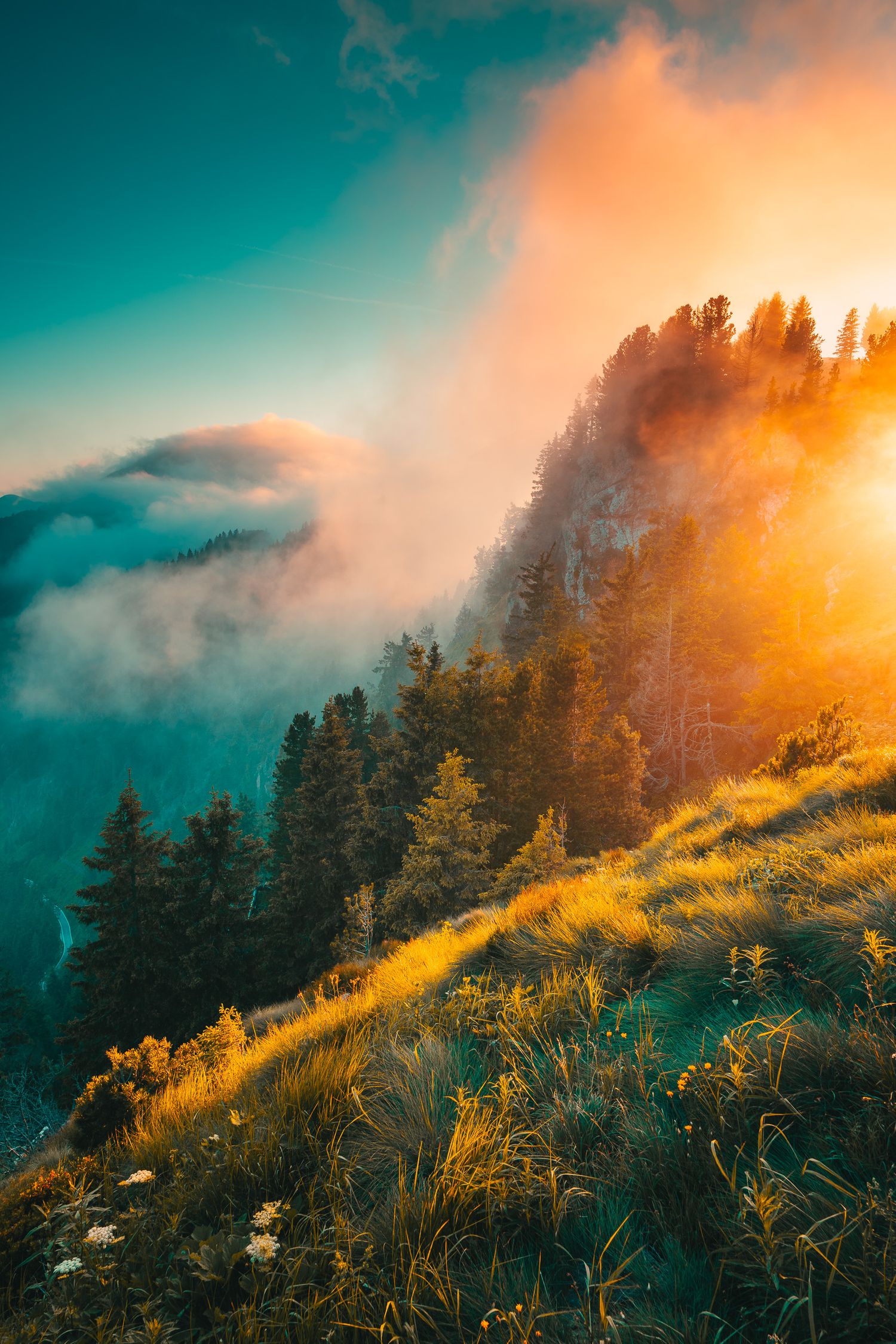 Golden sunrise bursting through misty clouds over a forested mountain slope with wildflowers.