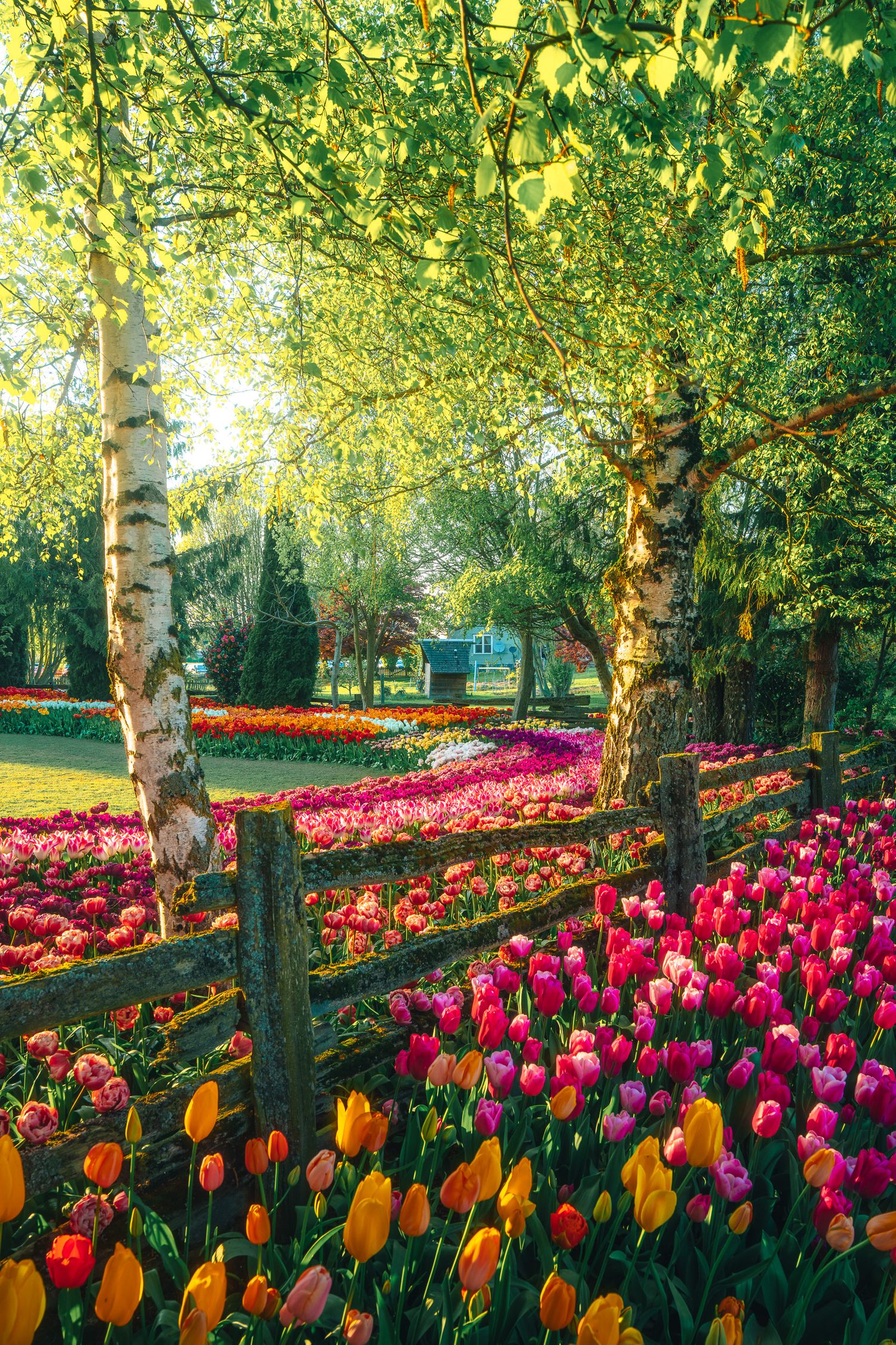 Vibrant tulip garden in spring with pink, yellow, and red blooms beside birch trees and a wooden fence.