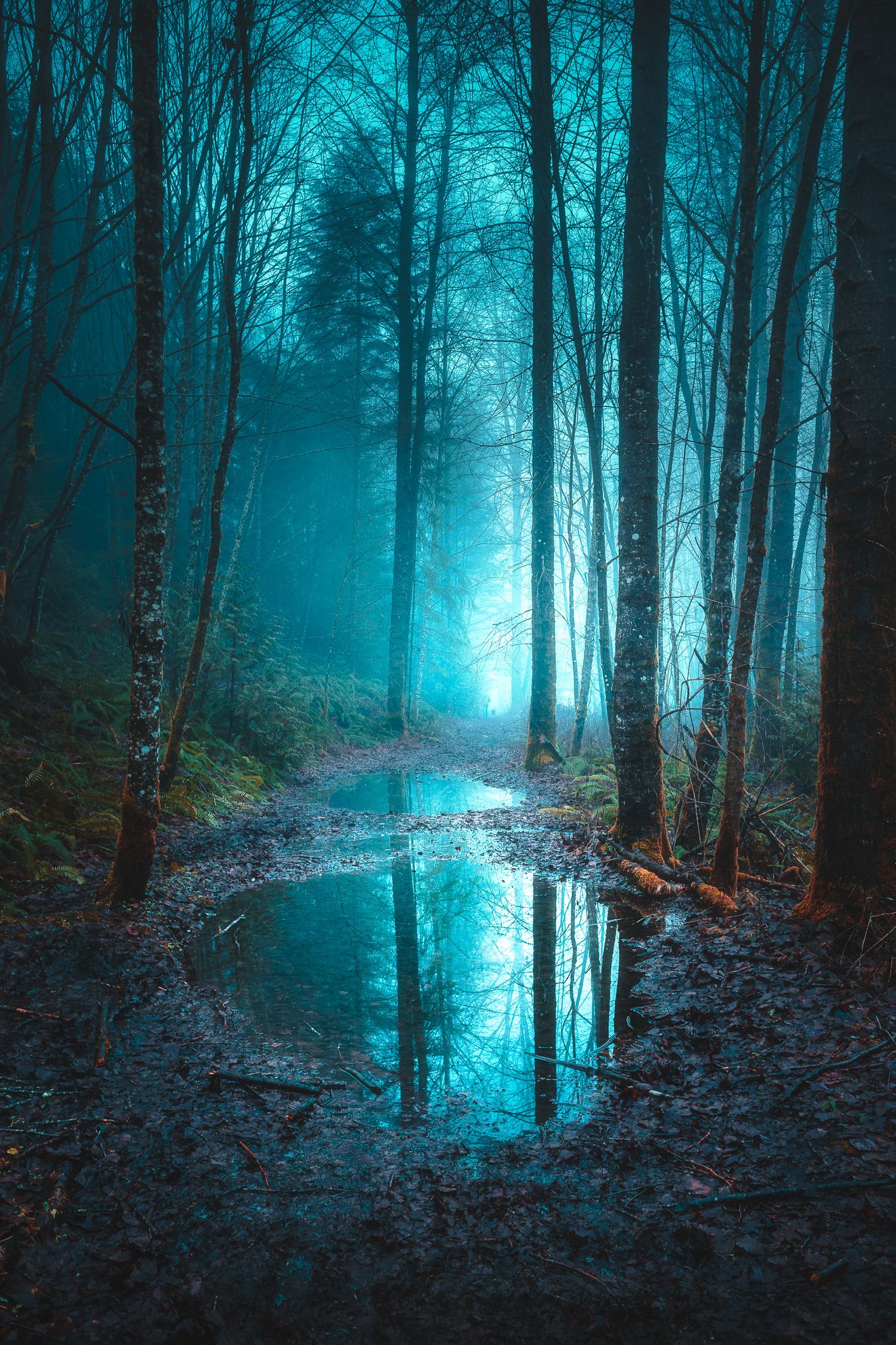 Mystical teal fog glows through bare winter trees reflecting in a still forest puddle at dusk.