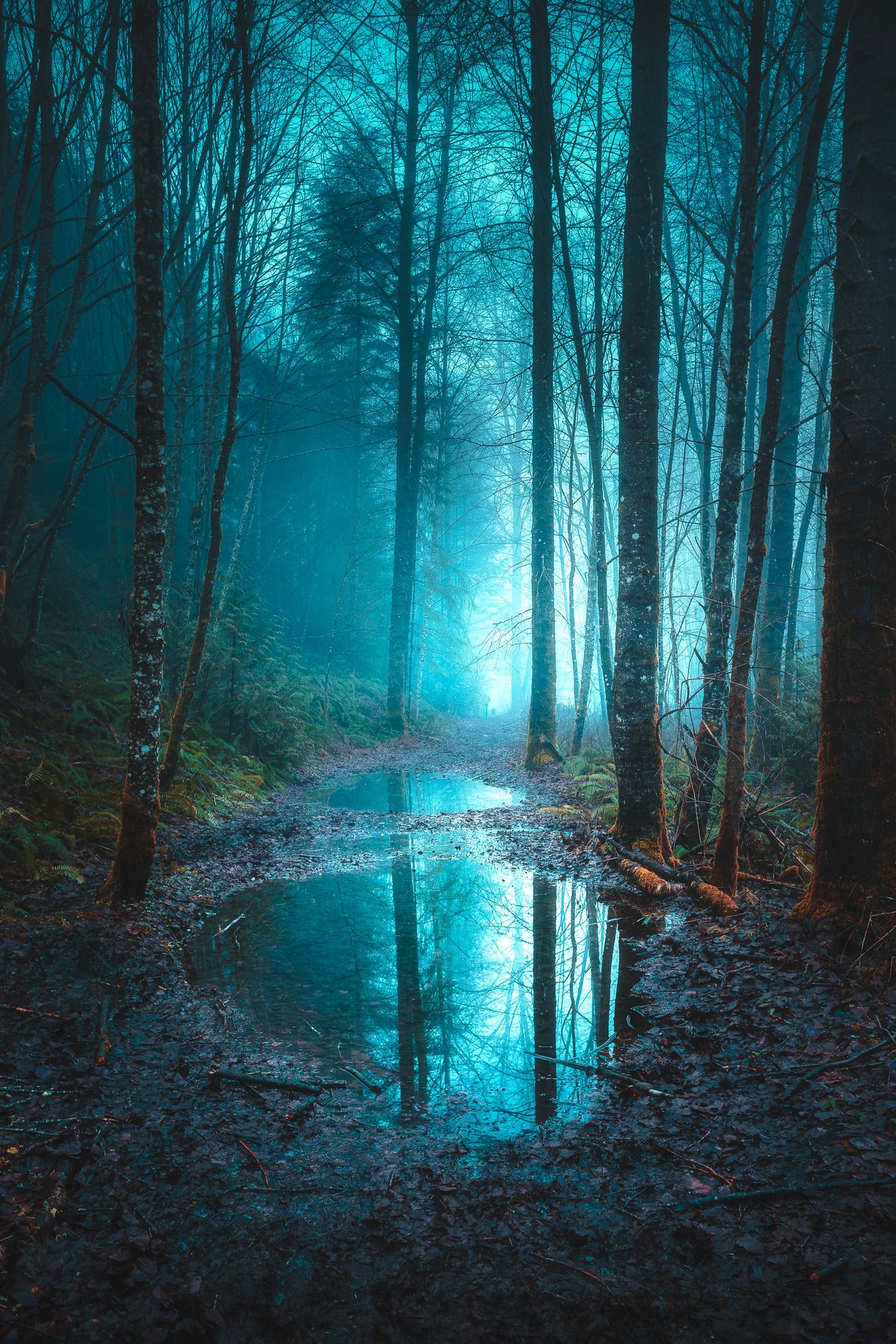 Mystical foggy forest path with glowing teal light reflecting in a tranquil puddle at dusk.