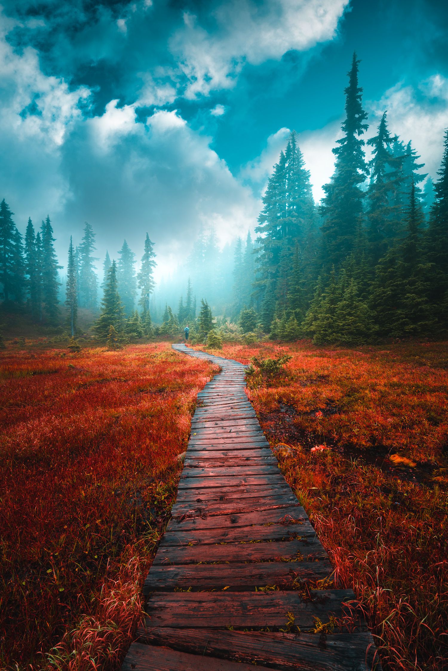 Rustic wooden boardwalk trail winds through vibrant red alpine meadow toward misty evergreen forest.