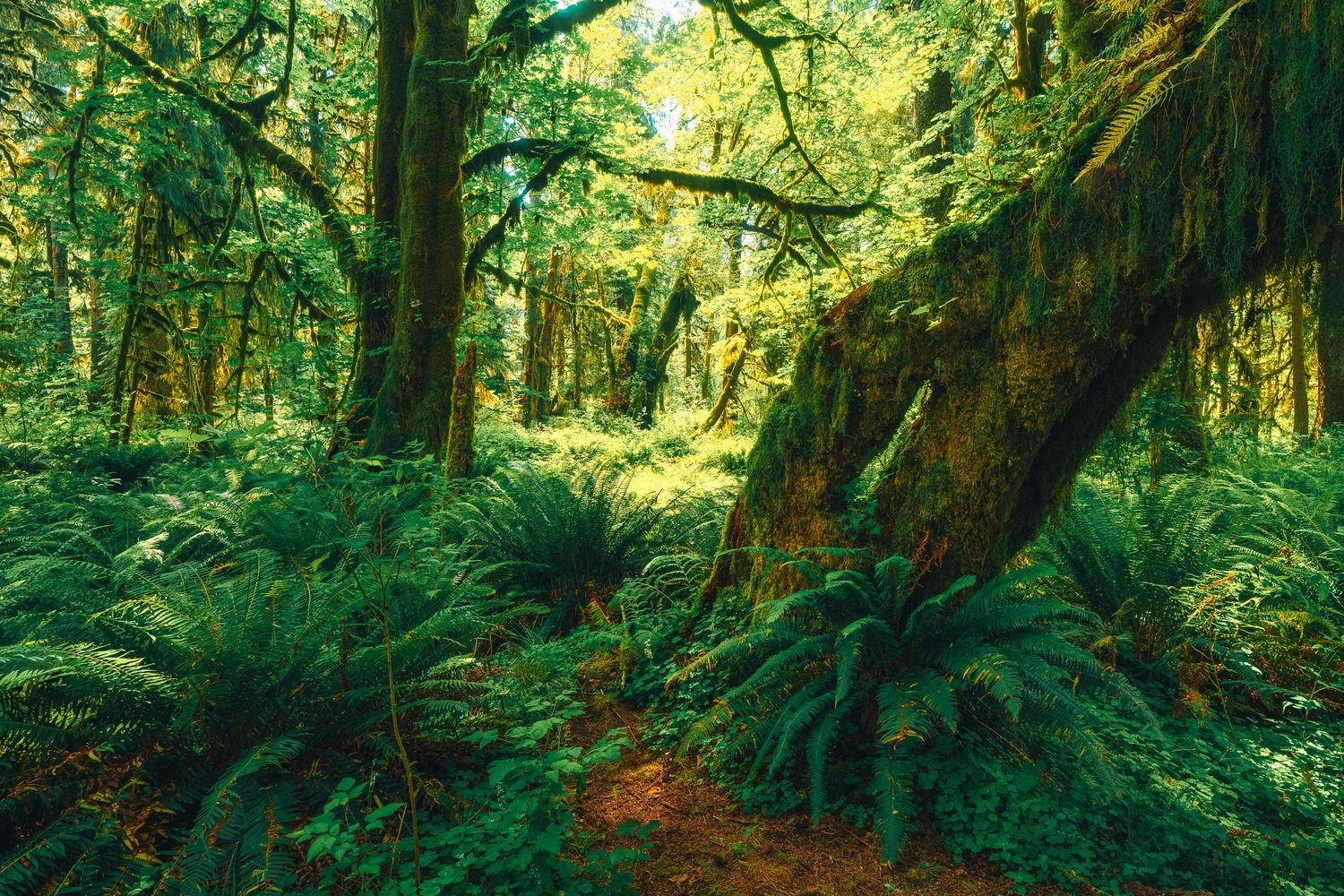 Lush green rainforest path winding through moss-covered trees and dense ferns in natural light.