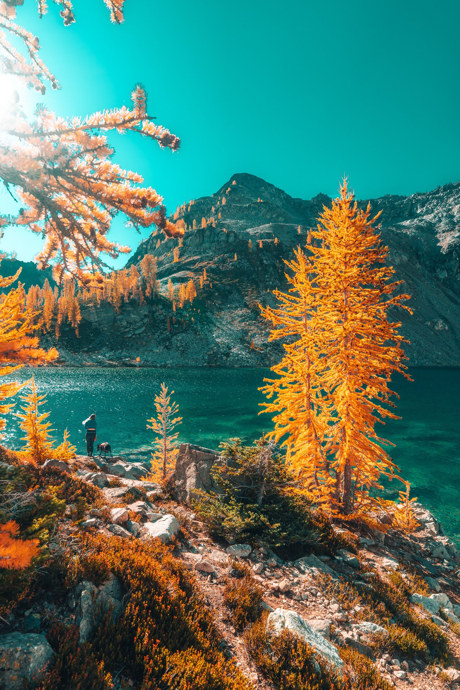 Vibrant golden larch trees frame a stunning turquoise alpine lake beneath rocky mountain peaks.